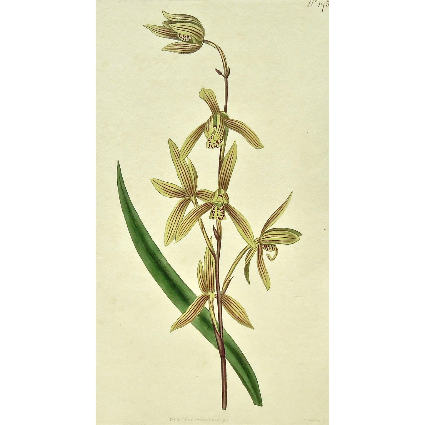 Plate 1751, Cymbidium, Ensifolium, Cymbidium Ensifolium, Sword-Leaved Cymbidium, Sword-Leaved, Curtis, Curtis' Botanical Magazine, Botanical Mag., Botanical Magazine, Curtis' Botanical Mag., Flower-garden, Flower Garden, Botanical, Botanicals, Flower, Flowers, Flowering, Blooming, In bloom, Botany, Garden, Gardens, Gardening, Gardeners, Antique, Antique Prints, Antique Botanicals, Original, Unique, gift, Rare, Rare Books, Vintage, Vintage Print, Vintage Botanical, Original engraving, Original botanical, art