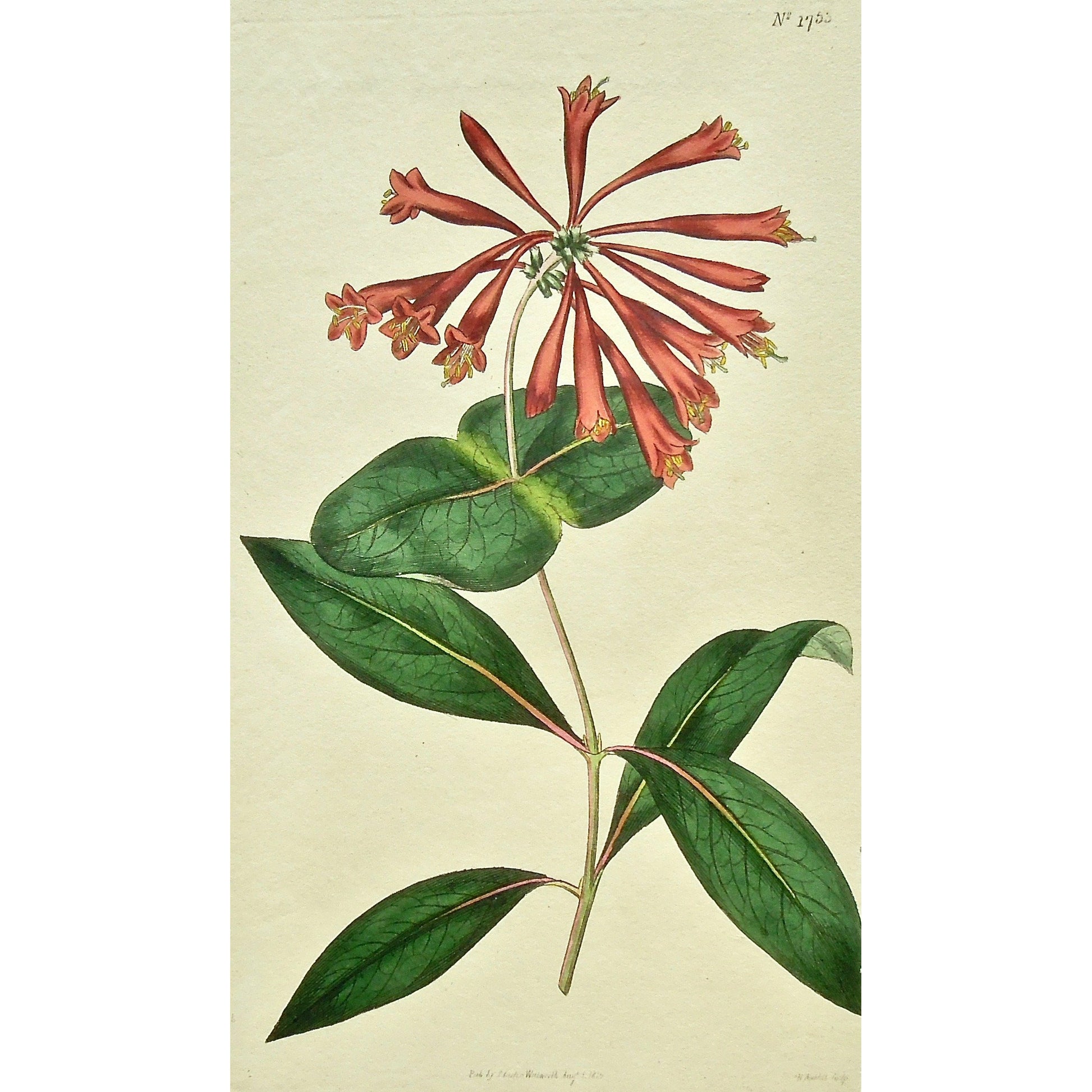 Plate 1753, Lonicera, Sempervines, Sempervirens Minor, Lonicera Sempervirens Minor, Carolina, Carolina Trumpet, Trumpet Honeysuckle, Honeysuckle, Carolina Trumpet Honeysuckle, Curtis, Curtis' Botanical Magazine, Botanical Mag., Botanical Magazine, Curtis' Botanical Mag., Flower-garden, Flower Garden, Botanical, Botanicals, Flower, Flowers, Flowering, Blooming, In bloom, Botany, Garden, Gardens, Gardening, Gardeners, Antique, Antique Prints, Antique Botanicals, Original, Unique, gift, Rare, Rare Books, Vinta