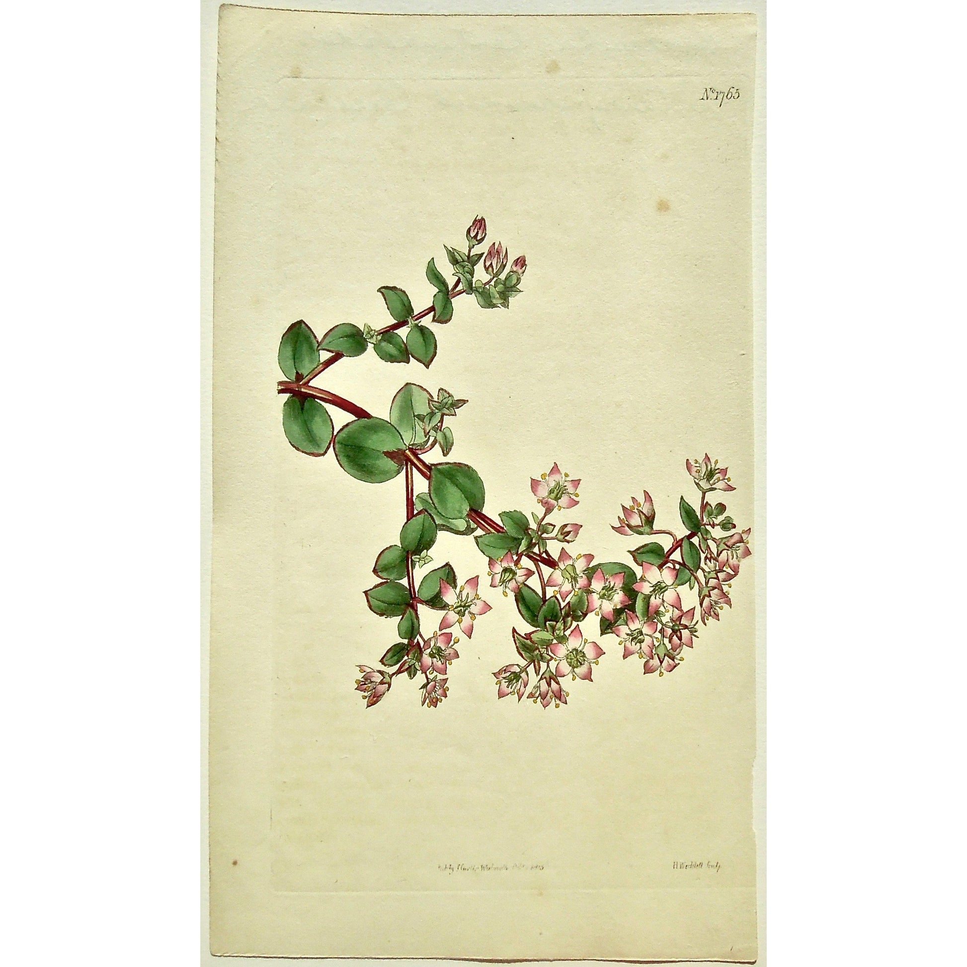 Plate 1765, Crassula, Centauroides, Centuaury-Flowered, Crassula Centauroides, Centaury-Flowered Crassula, Curtis, Curtis' Botanical Magazine, Botanical Mag., Botanical Magazine, Curtis' Botanical Mag., Flower-garden, Flower Garden, Botanical, Botanicals, Flower, Flowers, Flowering, Blooming, In bloom, Botany, Garden, Gardens, Gardening, Gardeners, Antique, Antique Prints, Antique Botanicals, Original, Unique, gift, Rare, Rare Books, Vintage, Vintage Print, Vintage Botanical, Original engraving, Original bo