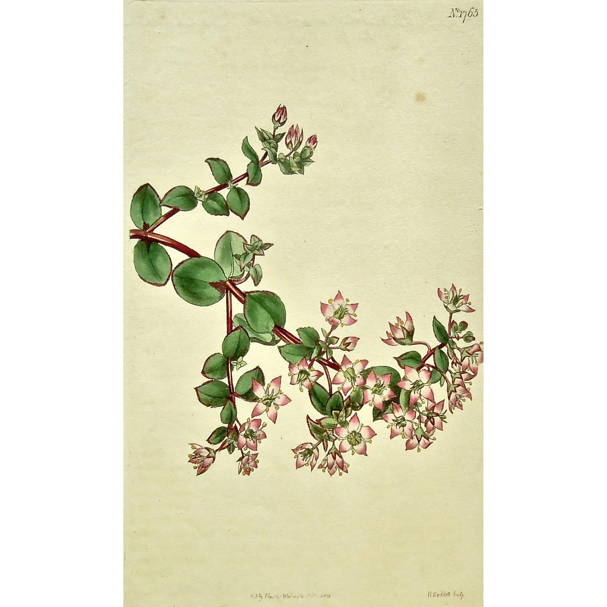 Plate 1765, Crassula, Centauroides, Centuaury-Flowered, Crassula Centauroides, Centaury-Flowered Crassula, Curtis, Curtis' Botanical Magazine, Botanical Mag., Botanical Magazine, Curtis' Botanical Mag., Flower-garden, Flower Garden, Botanical, Botanicals, Flower, Flowers, Flowering, Blooming, In bloom, Botany, Garden, Gardens, Gardening, Gardeners, Antique, Antique Prints, Antique Botanicals, Original, Unique, gift, Rare, Rare Books, Vintage, Vintage Print, Vintage Botanical, Original engraving, Original bo