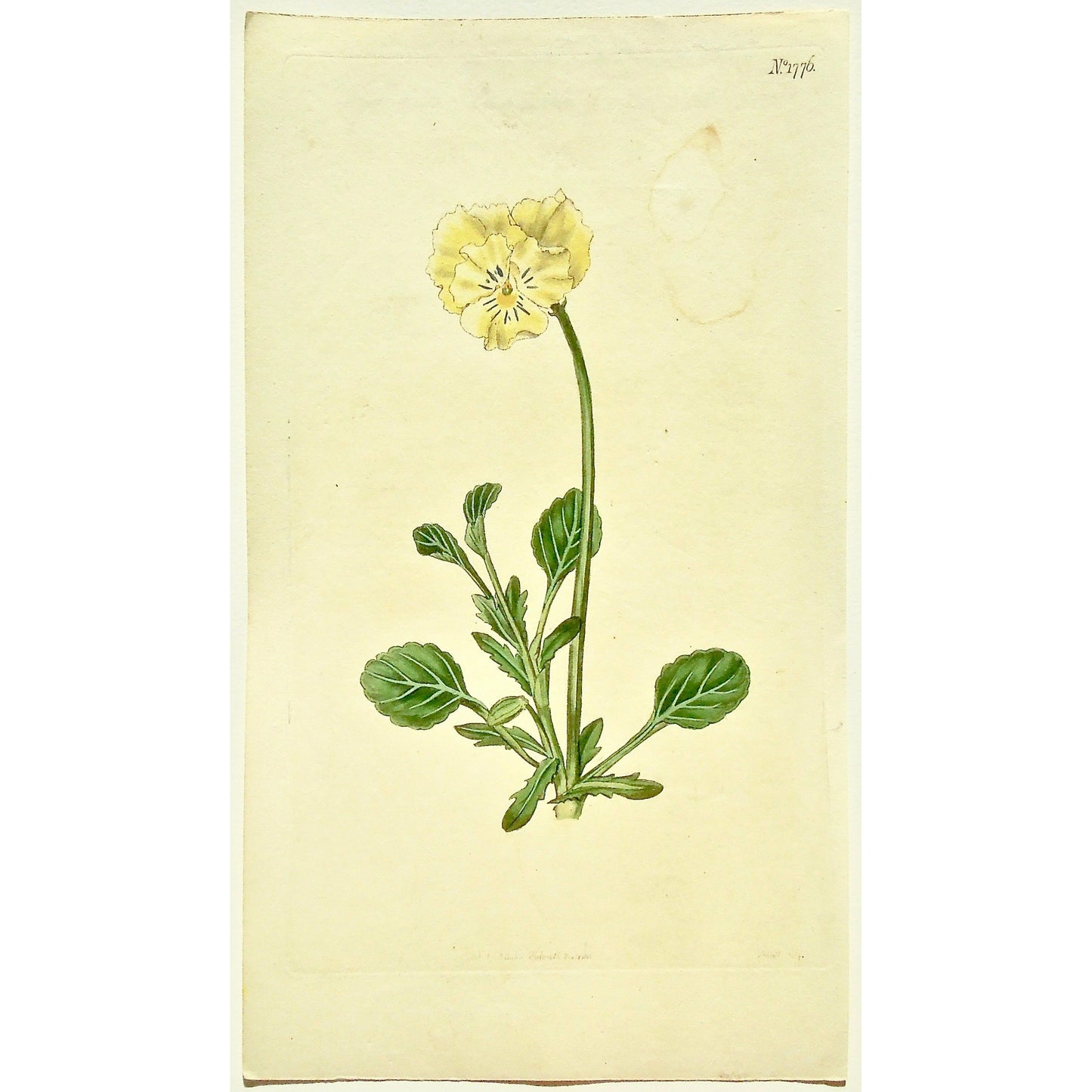 Plate 1776, Viola, Altaica, Tartarian, Heart's-Ease, Viola Altaica, Tartarian Heart's-Ease, Curtis, Curtis' Botanical Magazine, Botanical Mag., Botanical Magazine, Curtis' Botanical Mag., Flower-garden, Flower Garden, Botanical, Botanicals, Flower, Flowers, Flowering, Blooming, In bloom, Botany, Garden, Gardens, Gardening, Gardeners, Antique, Antique Prints, Antique Botanicals, Original, Unique, gift, Rare, Rare Books, Vintage, Vintage Print, Vintage Botanical, Original engraving, Original botanical, Art,