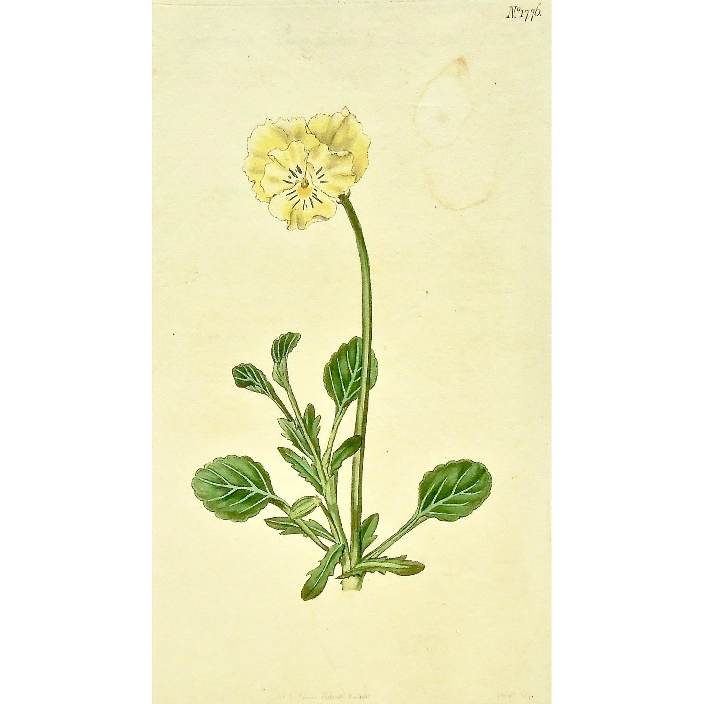 Plate 1776, Viola, Altaica, Tartarian, Heart's-Ease, Viola Altaica, Tartarian Heart's-Ease, Curtis, Curtis' Botanical Magazine, Botanical Mag., Botanical Magazine, Curtis' Botanical Mag., Flower-garden, Flower Garden, Botanical, Botanicals, Flower, Flowers, Flowering, Blooming, In bloom, Botany, Garden, Gardens, Gardening, Gardeners, Antique, Antique Prints, Antique Botanicals, Original, Unique, gift, Rare, Rare Books, Vintage, Vintage Print, Vintage Botanical, Original engraving, Original botanical, Decor,