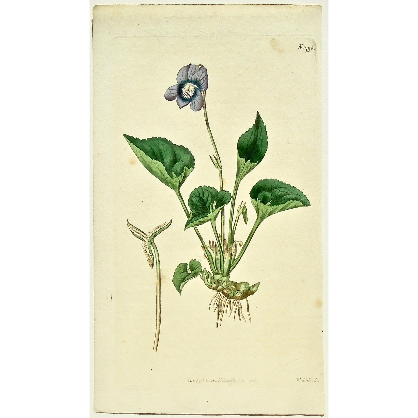 Plate 1795, Viola, Cucullata, Hollow-Leaved, Violet, Viola Cucullata, Hollow-leaved Violet, Curtis, Curtis' Botanical Magazine, Botanical Mag., Botanical Magazine, Curtis' Botanical Mag., Flower-garden, Flower Garden, Botanical, Botanicals, Flower, Flowers, Flowering, Blooming, In bloom, Botany, Garden, Gardens, Gardening, Gardeners, Antique, Antique Prints, Antique Botanicals, Original, Unique, gift, Rare, Rare Books, Vintage, Vintage Print, Vintage Botanical, Original engraving, Original botanical, decor