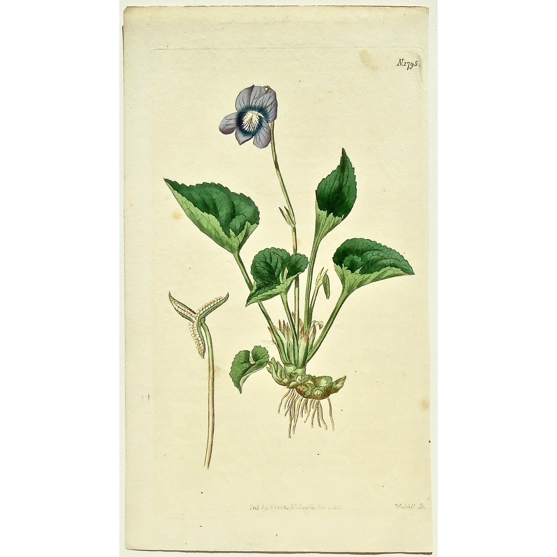 Plate 1795, Viola, Cucullata, Hollow-Leaved, Violet, Viola Cucullata, Hollow-leaved Violet, Curtis, Curtis' Botanical Magazine, Botanical Mag., Botanical Magazine, Curtis' Botanical Mag., Flower-garden, Flower Garden, Botanical, Botanicals, Flower, Flowers, Flowering, Blooming, In bloom, Botany, Garden, Gardens, Gardening, Gardeners, Antique, Antique Prints, Antique Botanicals, Original, Unique, gift, Rare, Rare Books, Vintage, Vintage Print, Vintage Botanical, Original engraving, Original botanical, decor