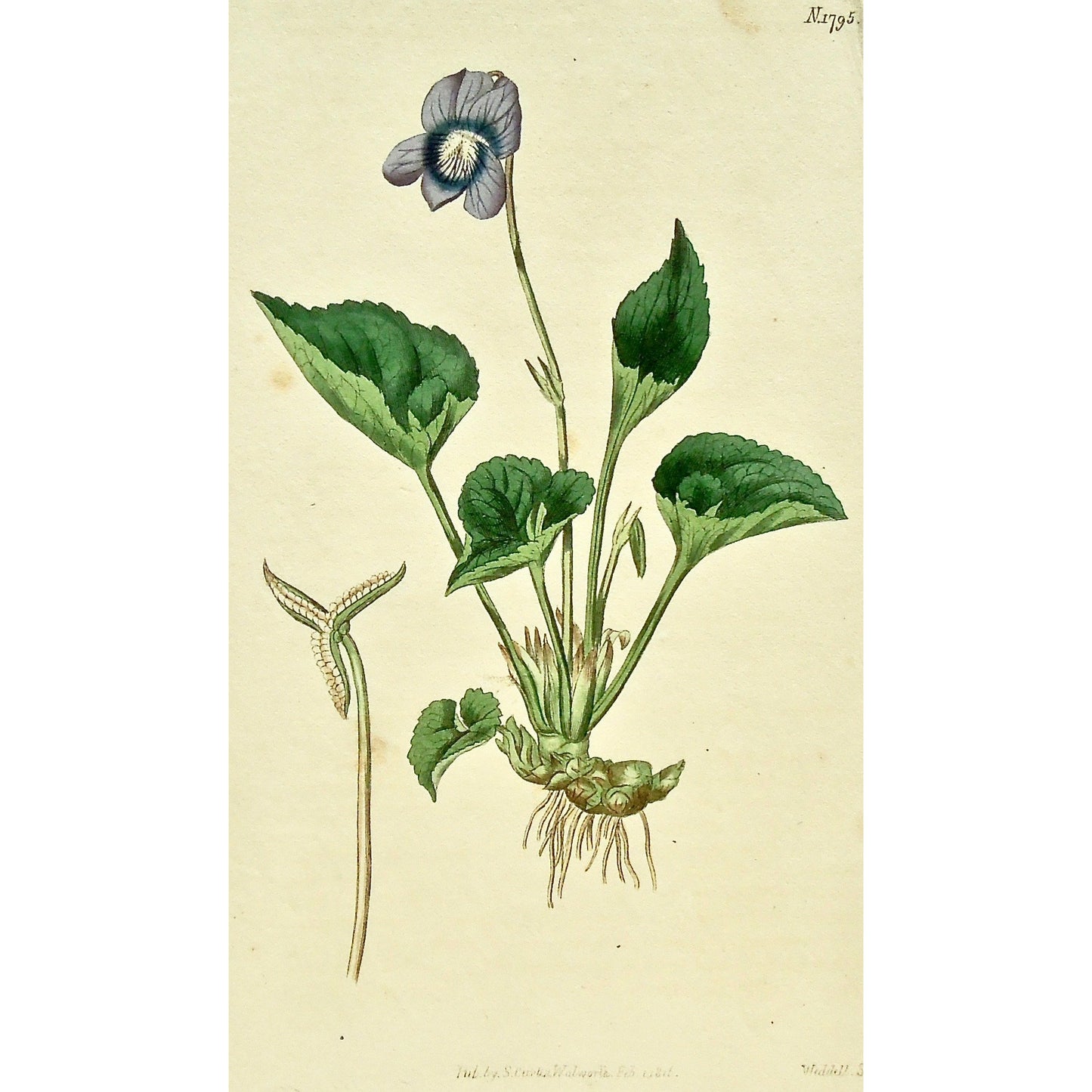 Plate 1795, Viola, Cucullata, Hollow-Leaved, Violet, Viola Cucullata, Hollow-leaved Violet, Curtis, Curtis' Botanical Magazine, Botanical Mag., Botanical Magazine, Curtis' Botanical Mag., Flower-garden, Flower Garden, Botanical, Botanicals, Flower, Flowers, Flowering, Blooming, In bloom, Botany, Garden, Gardens, Gardening, Gardeners, Antique, Antique Prints, Antique Botanicals, Original, Unique, gift, Rare, Rare Books, Vintage, Vintage Print, Vintage Botanical, Original engraving, Original botanical, Walls,