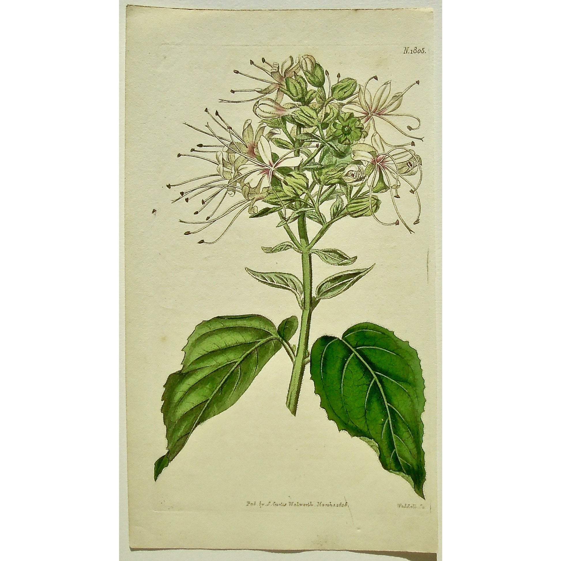 Plate 1805, Clerodendrum Viscosum, Clammy Clerodendrum, Clerodendrum, Viscosum, Clammy, Curtis, Curtis' Botanical Magazine, Botanical Mag., Botanical Magazine, Curtis' Botanical Mag., Flower-garden, Flower Garden, Botanical, Botanicals, Flower, Flowers, Flowering, Blooming, In bloom, Botany, Garden, Gardens, Gardening, Gardeners, Antique, Antique Prints, Antique Botanicals, Original, Unique, gift, Rare, Rare Books, Vintage, Vintage Print, Vintage Botanical, Original engraving, Original botanical, Wall art, 