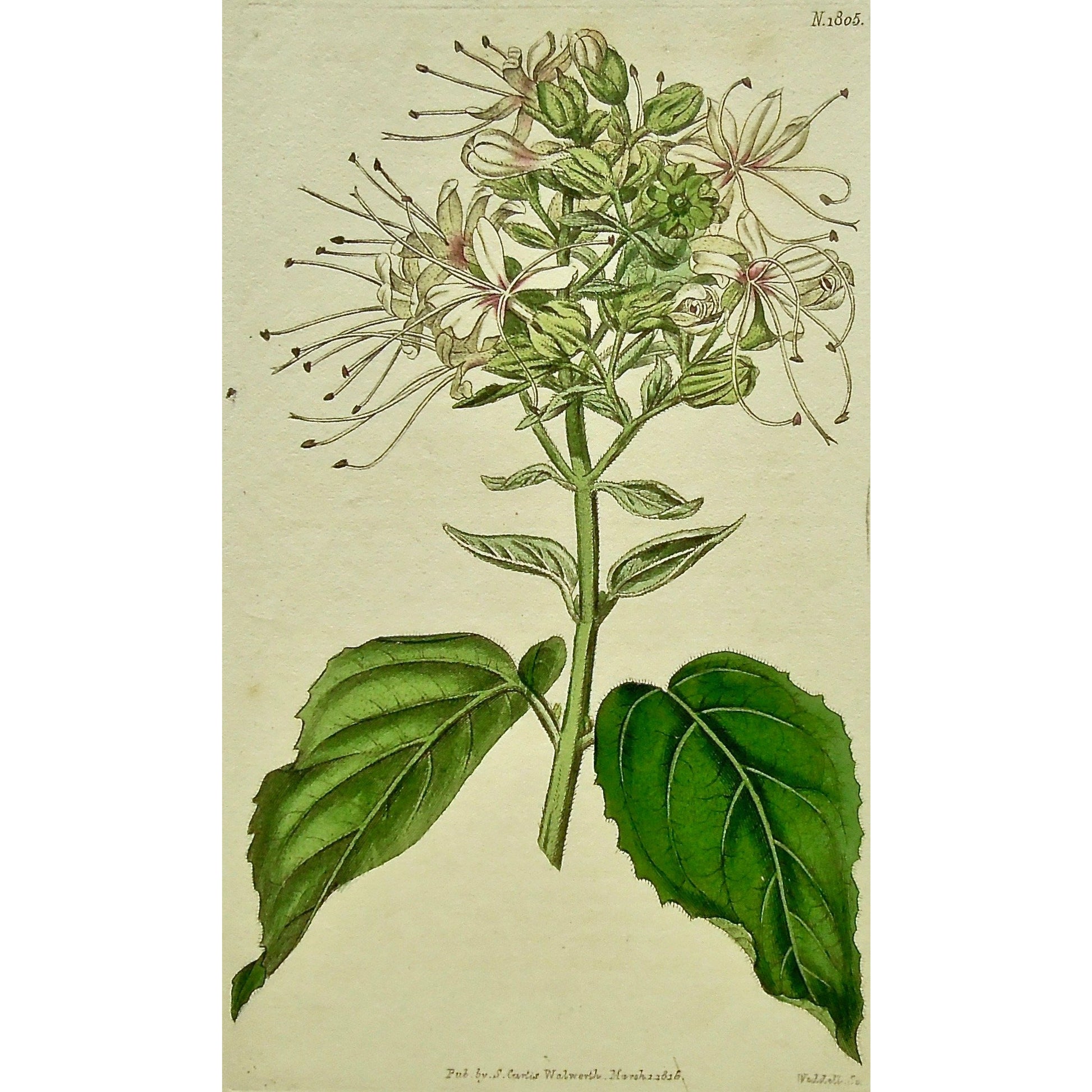 Plate 1805, Clerodendrum Viscosum, Clammy Clerodendrum, Clerodendrum, Viscosum, Clammy, Curtis, Curtis' Botanical Magazine, Botanical Mag., Botanical Magazine, Curtis' Botanical Mag., Flower-garden, Flower Garden, Botanical, Botanicals, Flower, Flowers, Flowering, Blooming, In bloom, Botany, Garden, Gardens, Gardening, Gardeners, Antique, Antique Prints, Antique Botanicals, Original, Unique, gift, Rare, Rare Books, Vintage, Vintage Print, Vintage Botanical, Original engraving, Original botanical, Wall art, 