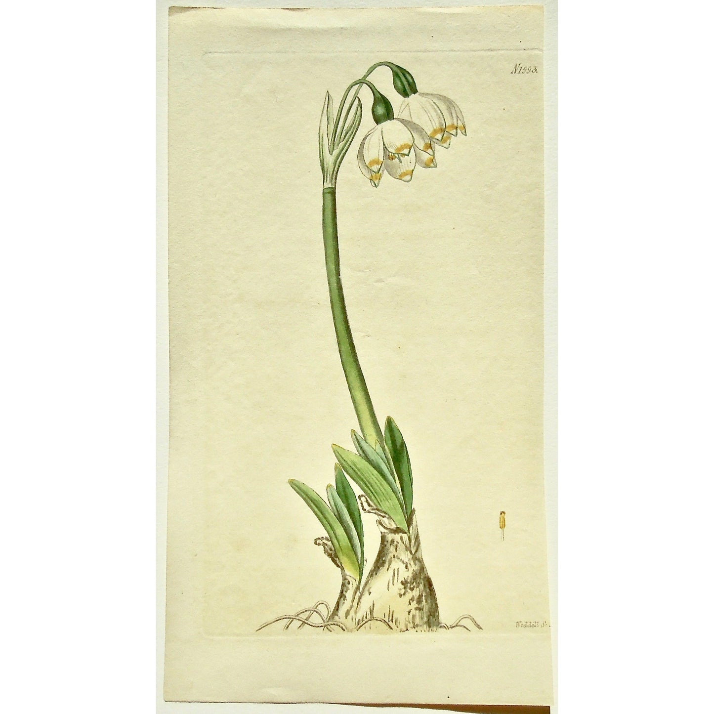 Plate 1993 (Leucojum Vernum. B. Carpathian Spring Snow-Flake.)  (B6-489)