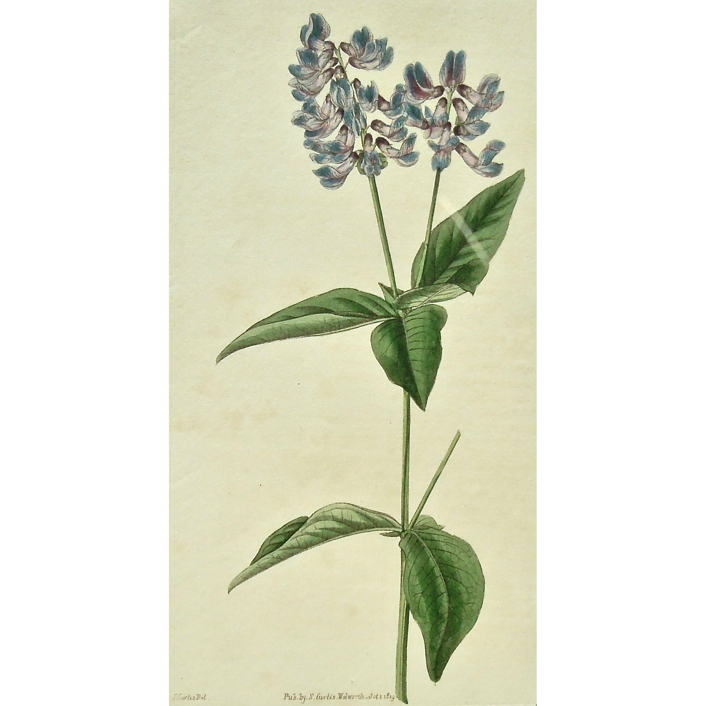 Plate 2098, Orobus, Lathyroides, Orobus Lathyroides, Upright Bitter-Vetch, Upright, Bitter-Vetch, Vetch, Curtis, Curtis' Botanical Magazine, Botanical Mag., Botanical Magazine, Curtis' Botanical Mag., Flower-garden, Flower Garden, Botanical, Botanicals, Flower, Flowers, Flowering, Blooming, In bloom, Botany, Garden, Gardens, Gardening, Gardeners, Antique, Antique Prints, Antique Botanicals, Original, Unique, gift, Rare, Rare Books, Vintage, Vintage Print, Vintage Botanical, Original engraving, Original bota