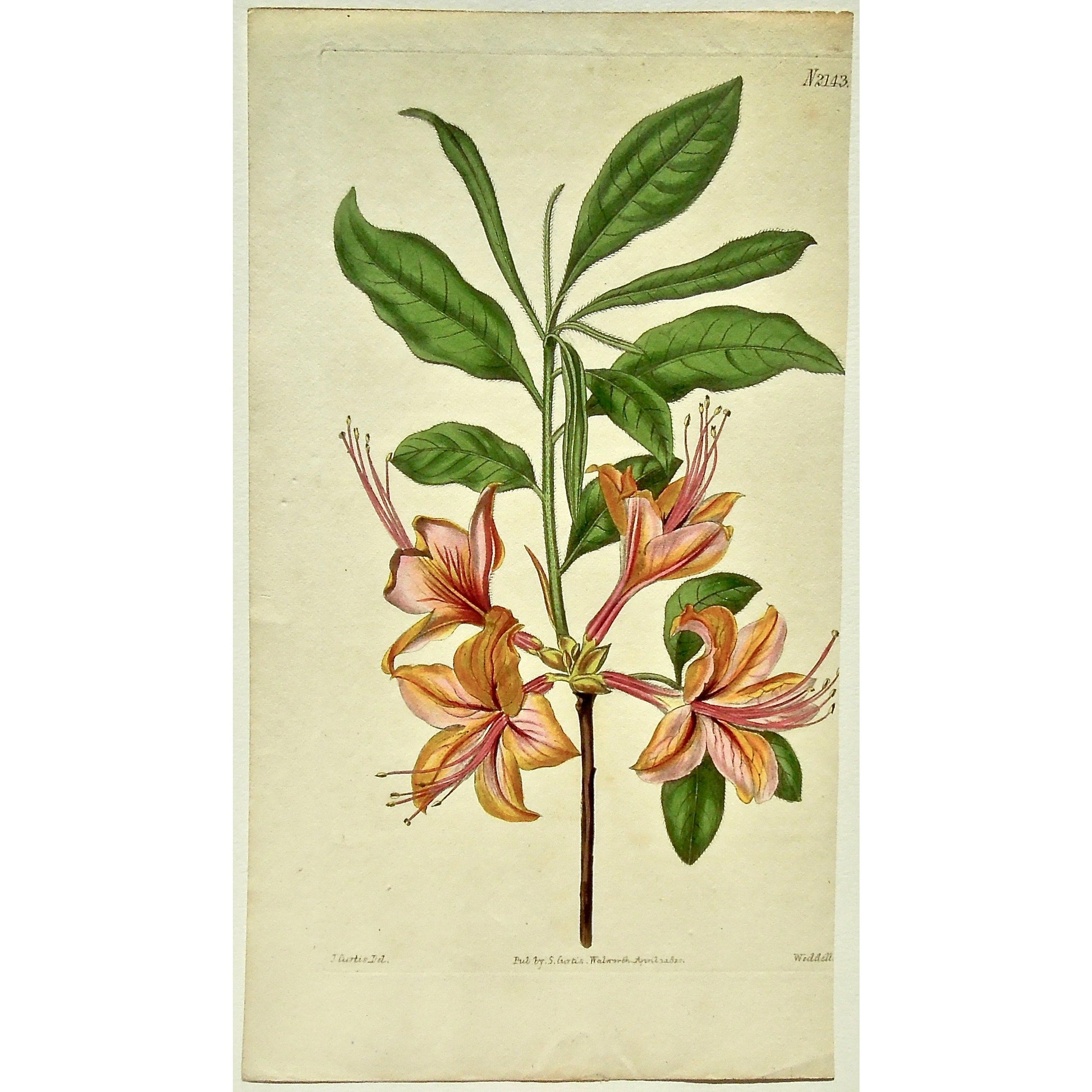 Plate 2143, Azalea, Calendulacea, Flame-Coloured, Clame-colored, Azalea Calendulacea, Flammea, Flame-Coloured Azalea, Curtis, Curtis' Botanical Magazine, Botanical Mag., Botanical Magazine, Curtis' Botanical Mag., Flower-garden, Flower Garden, Botanical, Botanicals, Flower, Flowers, Flowering, Blooming, In bloom, Botany, Garden, Gardens, Gardening, Gardeners, Antique, Antique Prints, Antique Botanicals, Original, Unique, gift, Rare, Rare Books, Vintage, Vintage Print, Vintage Botanical, Original engraving, 