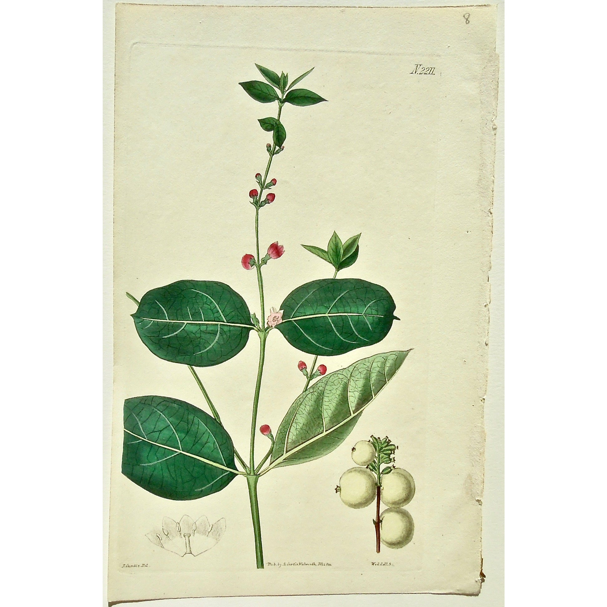 Plate 2211, Symphoria, Racemosa, Snowberry, Symphoria Racemosa, Snow-Berry, Description Page, Curtis, Curtis' Botanical Magazine, Botanical Mag., Botanical Magazine, Curtis' Botanical Mag., Flower-garden, Flower Garden, Botanical, Botanicals, Flower, Flowers, Flowering, Blooming, In bloom, Botany, Garden, Gardens, Gardening, Gardeners, Antique, Antique Prints, Antique Botanicals, Original, Unique, gift, Rare, Rare Books, Vintage, Vintage Print, Vintage Botanical, Original engraving, Original botanical, Wall