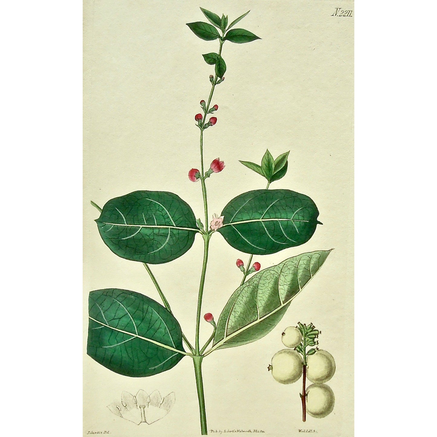 Plate 2211, Symphoria, Racemosa, Snowberry, Symphoria Racemosa, Snow-Berry, Description Page, Curtis, Curtis' Botanical Magazine, Botanical Mag., Botanical Magazine, Curtis' Botanical Mag., Flower-garden, Flower Garden, Botanical, Botanicals, Flower, Flowers, Flowering, Blooming, In bloom, Botany, Garden, Gardens, Gardening, Gardeners, Antique, Antique Prints, Antique Botanicals, Original, Unique, gift, Rare, Rare Books, Vintage, Vintage Print, Vintage Botanical, Original engraving, Original botanical, Wall