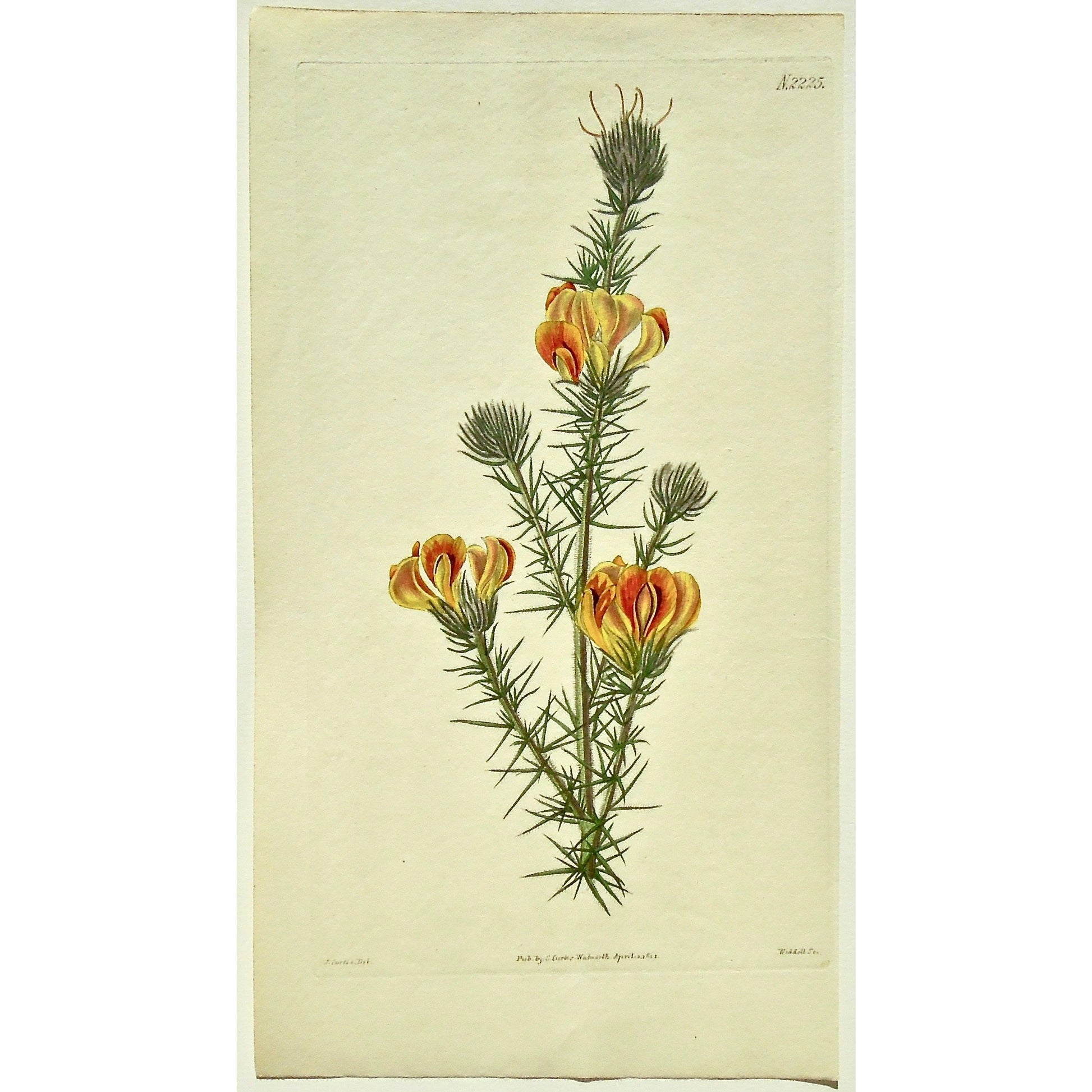 Plate 2225, Aspalathus, Chenopoda, Goose-foot, Goosefoot, Aspalathus Chenopoda, Goose-Foot Aspalathus, Curtis, Curtis' Botanical Magazine, Botanical Mag., Botanical Magazine, Curtis' Botanical Mag., Flower-garden, Flower Garden, Botanical, Botanicals, Flower, Flowers, Flowering, Blooming, In bloom, Botany, Garden, Gardens, Gardening, Gardeners, Antique, Antique Prints, Antique Botanicals, Original, Unique, gift, Rare, Rare Books, Vintage, Vintage Print, Vintage Botanical, Original engraving, Original botany