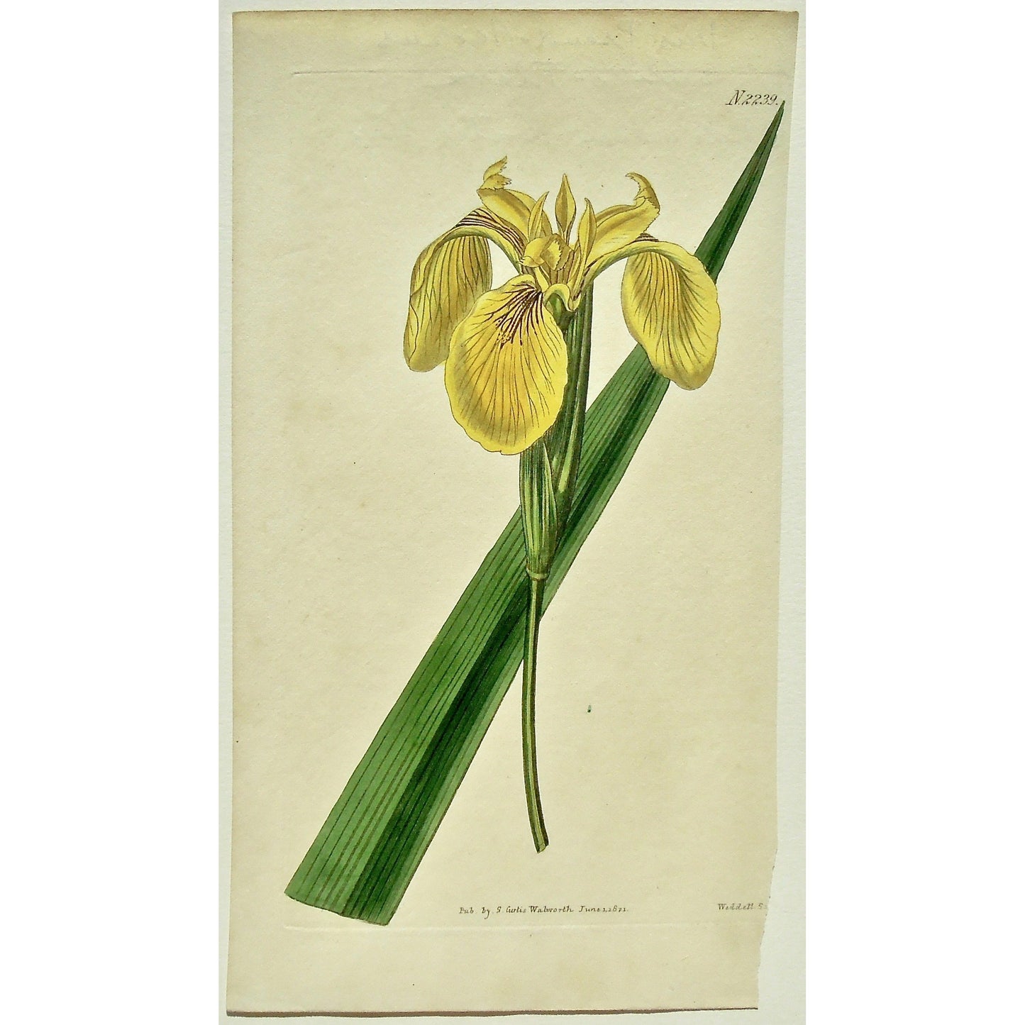 Plate 2239, Iris, Iris Pseud-Acorus, Pseud-Acorus, Pseud, Acorus, Pallido, Flava, Pale Yellow, Water Iris, Pallido-Flava, Pale Yellow Water Iris, Curtis, Curtis' Botanical Magazine, Botanical Mag., Botanical Magazine, Curtis' Botanical Mag., Flower-garden, Flower Garden, Botanical, Botanicals, Flower, Flowers, Flowering, Blooming, In bloom, Botany, Garden, Gardens, Gardening, Gardeners, Antique, Antique Prints, Antique Botanicals, Original, Unique, gift, Rare, Rare Books, Vintage, Vintage Print, Vintage Bot