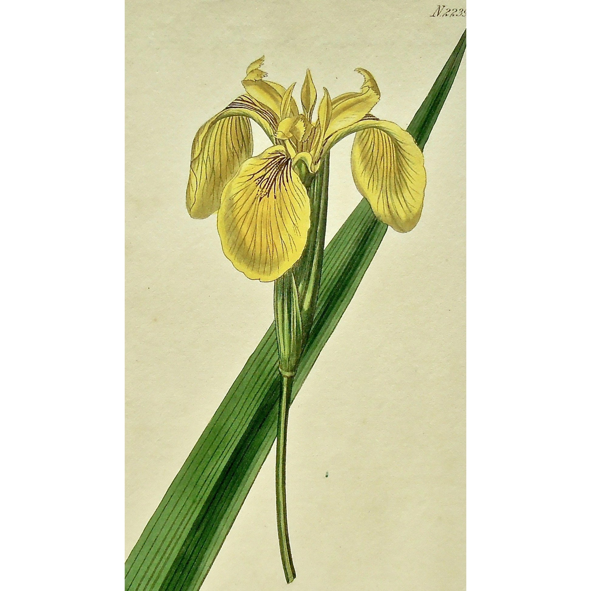 Plate 2239, Iris, Iris Pseud-Acorus, Pseud-Acorus, Pseud, Acorus, Pallido, Flava, Pale Yellow, Water Iris, Pallido-Flava, Pale Yellow Water Iris, Curtis, Curtis' Botanical Magazine, Botanical Mag., Botanical Magazine, Curtis' Botanical Mag., Flower-garden, Flower Garden, Botanical, Botanicals, Flower, Flowers, Flowering, Blooming, In bloom, Botany, Garden, Gardens, Gardening, Gardeners, Antique, Antique Prints, Antique Botanicals, Original, Unique, gift, Rare, Rare Books, Vintage, Vintage Print, Vintage Bot