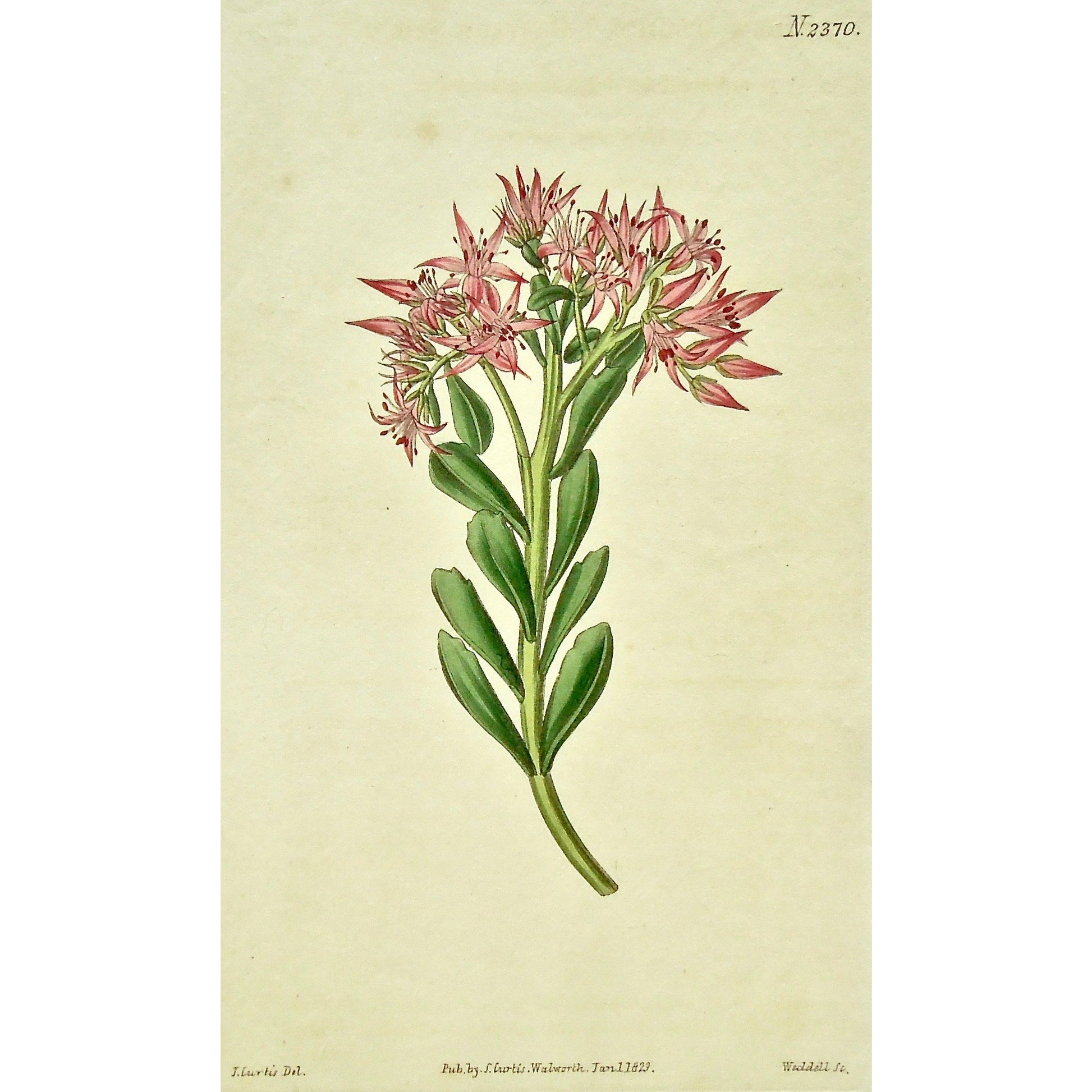 Plate 2370, Sedum, Spurium, Bastard, Sedum Spurium, Bastard Sedum, Curtis, Curtis' Botanical Magazine, Botanical Mag., Botanical Magazine, Curtis' Botanical Mag., Flower-garden, Flower Garden, Botanical, Botanicals, Flower, Flowers, Flowering, Blooming, In bloom, Botany, Garden, Gardens, Gardening, Gardeners, Antique, Antique Prints, Antique Botanicals, Original, Unique, gift, Rare, Rare Books, Vintage, Vintage Print, Vintage Botanical, Original engraving, Original botanical, Wall art, Wall decor, Gallery w