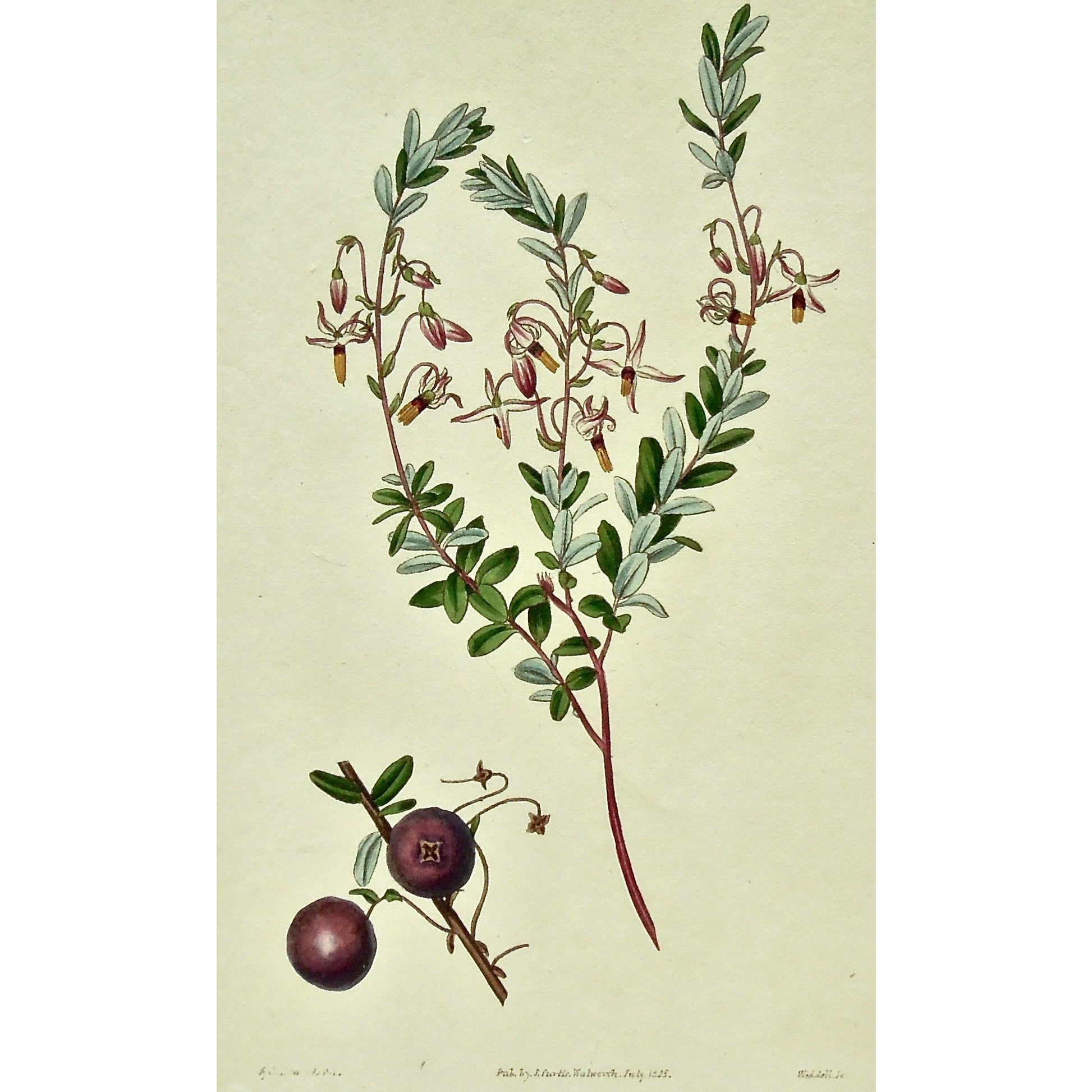 Plate 2586, Vaccinium, Macrocarpon, American, Cranberry, Vaccinium Macrocarpon, American Cranberry, Curtis, Curtis' Botanical Magazine, Botanical Mag., Botanical Magazine, Curtis' Botanical Mag., Flower-garden, Flower Garden, Botanical, Botanicals, Flower, Flowers, Flowering, Blooming, In bloom, Botany, Garden, Gardens, Gardening, Gardeners, Antique, Antique Prints, Antique Botanicals, Original, Unique, gift, Rare, Rare Books, Vintage, Vintage Print, Vintage Botanical, Original engraving, Original botanical