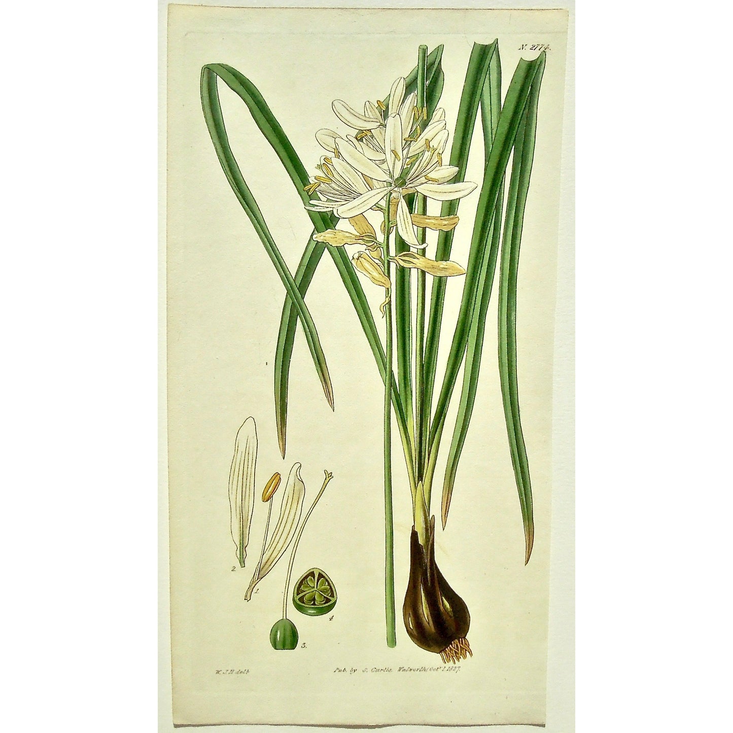 Plate 2774, Scilla, Esculenta, Albo, Esculent Squill, Esculent, Squill, Camass, white-flowered, White, Variety, Scilla Esculenta, B. ft. albo, Esculent Squill or Camass; white-flowered variety, Curtis, Curtis' Botanical Magazine, Botanical Mag., Botanical Magazine, Curtis' Botanical Mag., Flower-garden, Flower Garden, Botanical, Botanicals, Flower, Flowers, Flowering, Blooming, In bloom, Botany, Garden, Gardens, Gardening, Gardeners, Antique, Antique Prints, Antique Botanicals, Original, Unique, gift, Rare,