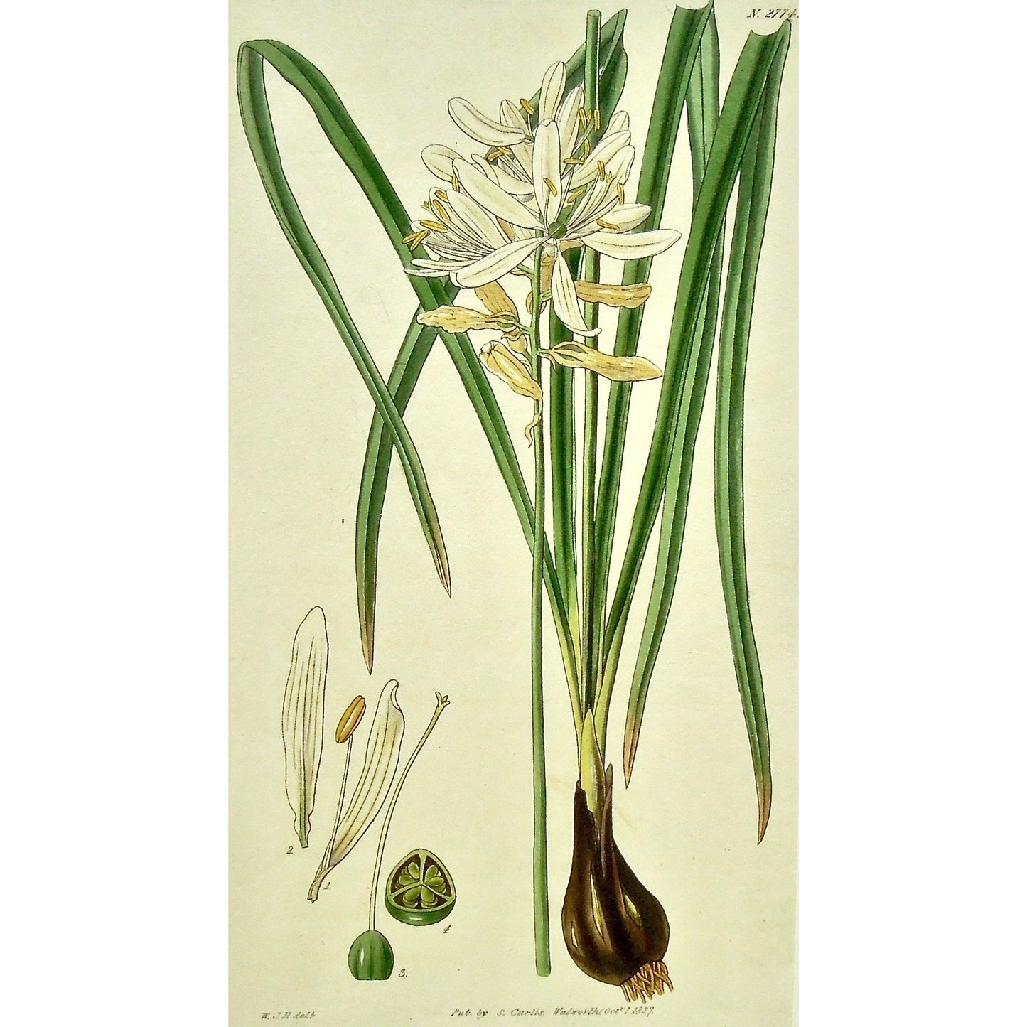 Plate 2774, Scilla, Esculenta, Albo, Esculent Squill, Esculent, Squill, Camass, white-flowered, White, Variety, Scilla Esculenta, B. ft. albo, Esculent Squill or Camass; white-flowered variety, Curtis, Curtis' Botanical Magazine, Botanical Mag., Botanical Magazine, Curtis' Botanical Mag., Flower-garden, Flower Garden, Botanical, Botanicals, Flower, Flowers, Flowering, Blooming, In bloom, Botany, Garden, Gardens, Gardening, Gardeners, Antique, Antique Prints, Antique Botanicals, Original, Unique, gift, Rare,