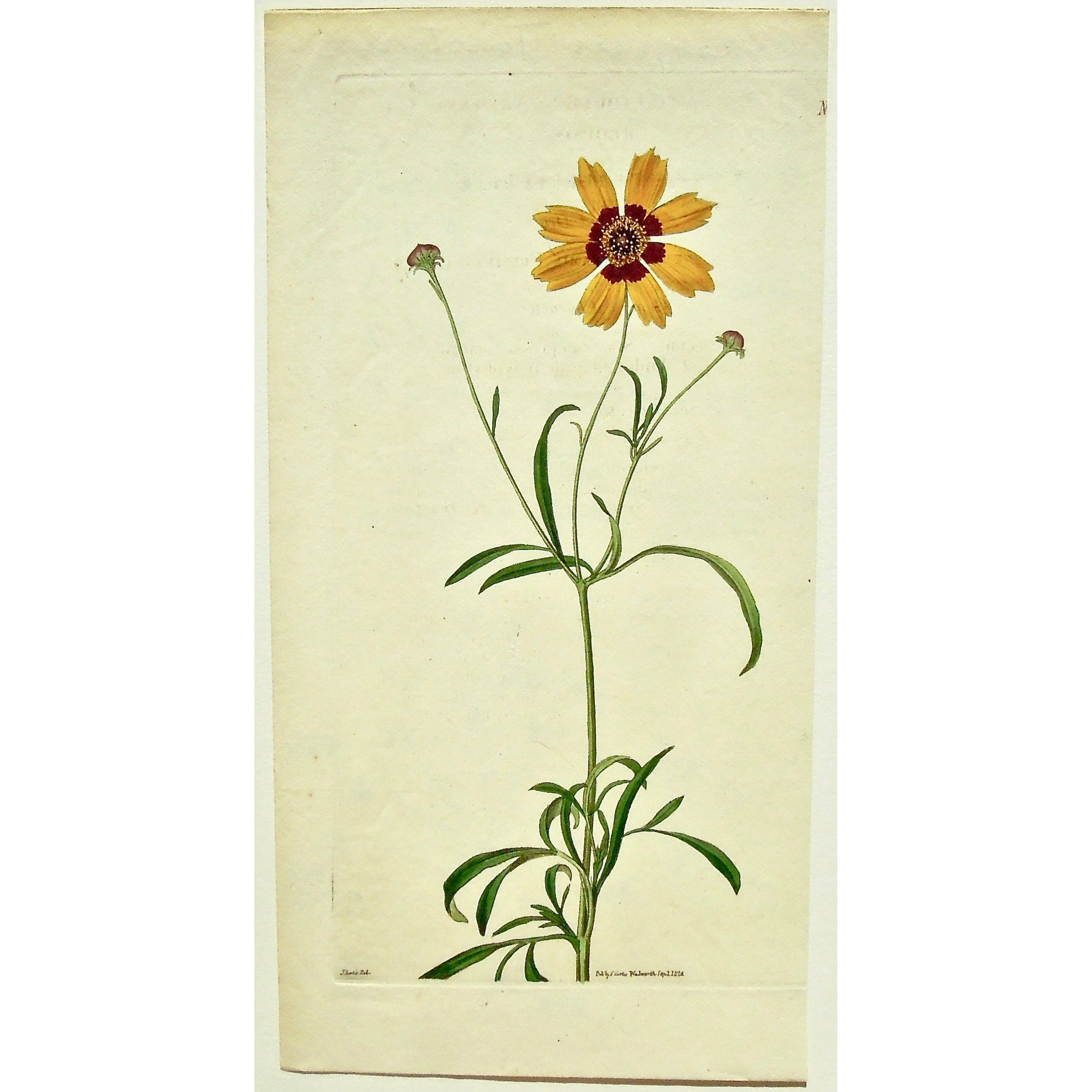 Plate 2512, Coreopsis, Tinctoria, Arkansas, Coreopsis Tinctoria, Arkansa Coreopsis, Curtis, Curtis' Botanical Magazine, Botanical Mag., Botanical Magazine, Curtis' Botanical Mag., Flower-garden, Flower Garden, Botanical, Botanicals, Flower, Flowers, Flowering, Blooming, In bloom, Botany, Garden, Gardens, Gardening, Gardeners, Antique, Antique Prints, Antique Botanicals, Original, Unique, gift, Rare, Rare Books, Vintage, Vintage Print, Vintage Botanical, Original engraving, Original botanical, Wall art, Wall