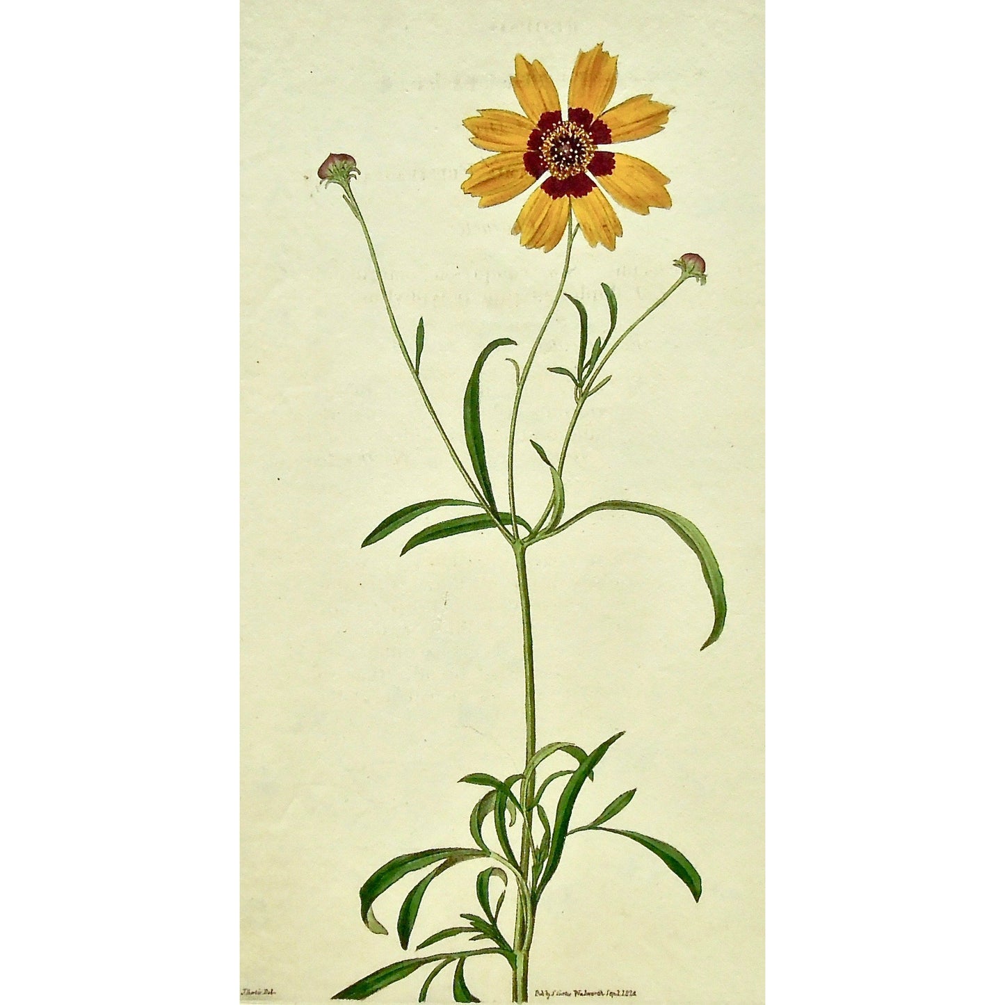 Plate 2512, Coreopsis, Tinctoria, Arkansas, Coreopsis Tinctoria, Arkansa Coreopsis, Curtis, Curtis' Botanical Magazine, Botanical Mag., Botanical Magazine, Curtis' Botanical Mag., Flower-garden, Flower Garden, Botanical, Botanicals, Flower, Flowers, Flowering, Blooming, In bloom, Botany, Garden, Gardens, Gardening, Gardeners, Antique, Antique Prints, Antique Botanicals, Original, Unique, gift, Rare, Rare Books, Vintage, Vintage Print, Vintage Botanical, Original engraving, Original botanical, Wall art, Wall