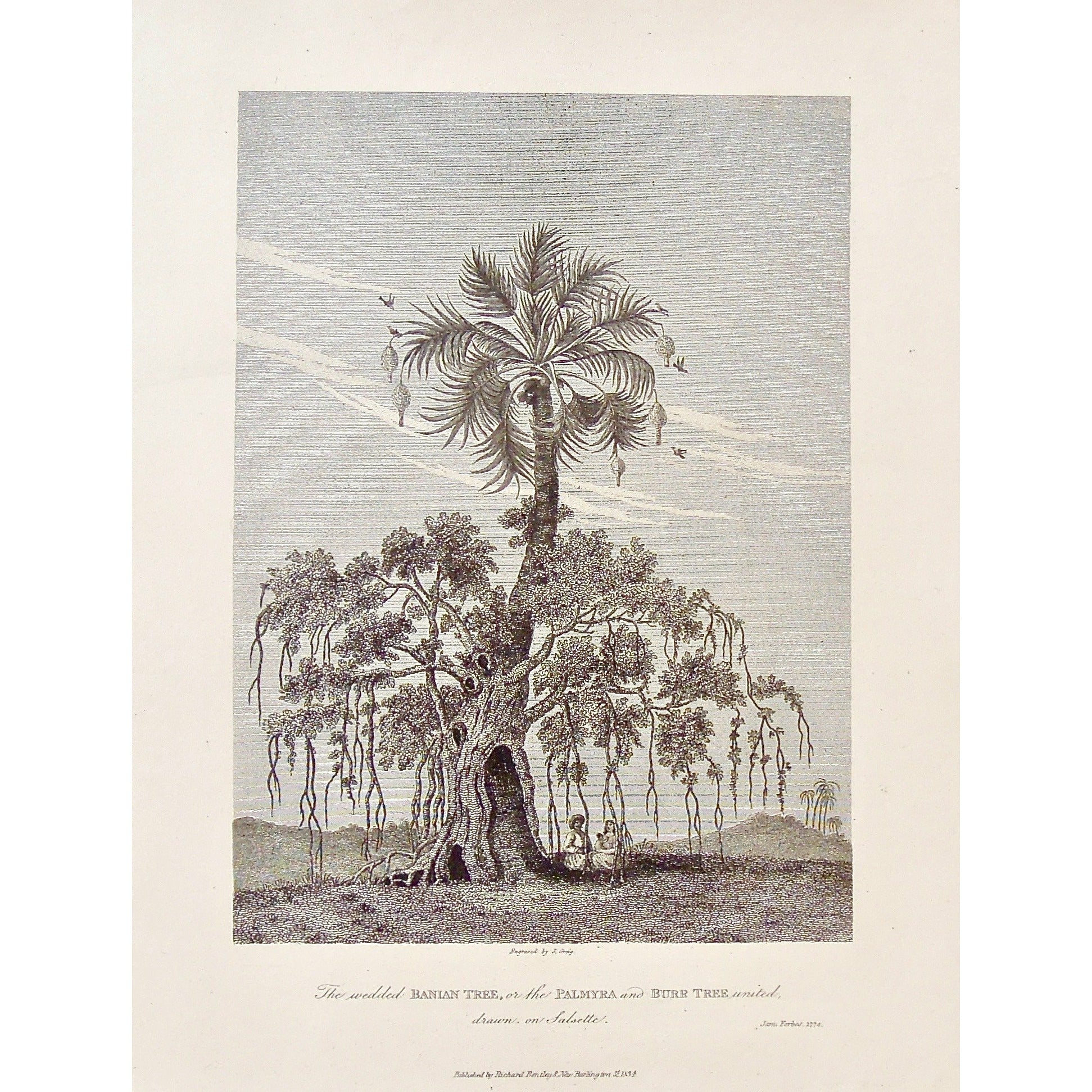 Wedded Banian Tree, Banian Tree, Tree, Trees, Banian, Banyan, Banyan Tree, Wedded Banyan Tree, Palmyra, Burr Tree, Palmyra and Burr Tree United, Botany, drawn on Salsette, Salsette, Under a banian tree, under a tree, Sitting under a tree, India, Indian, Indian Tree, Indian landscape, James Forbes, Forbes, Eliza Rosée, Countess De Montalembert, Oriental Memoirs, Narrative of Seventeen Years Residence in India, Bentley, 8 New Burlington Street, London, Greig, Nichols & Son, 25 Parliament Street, 1774, 1834, 