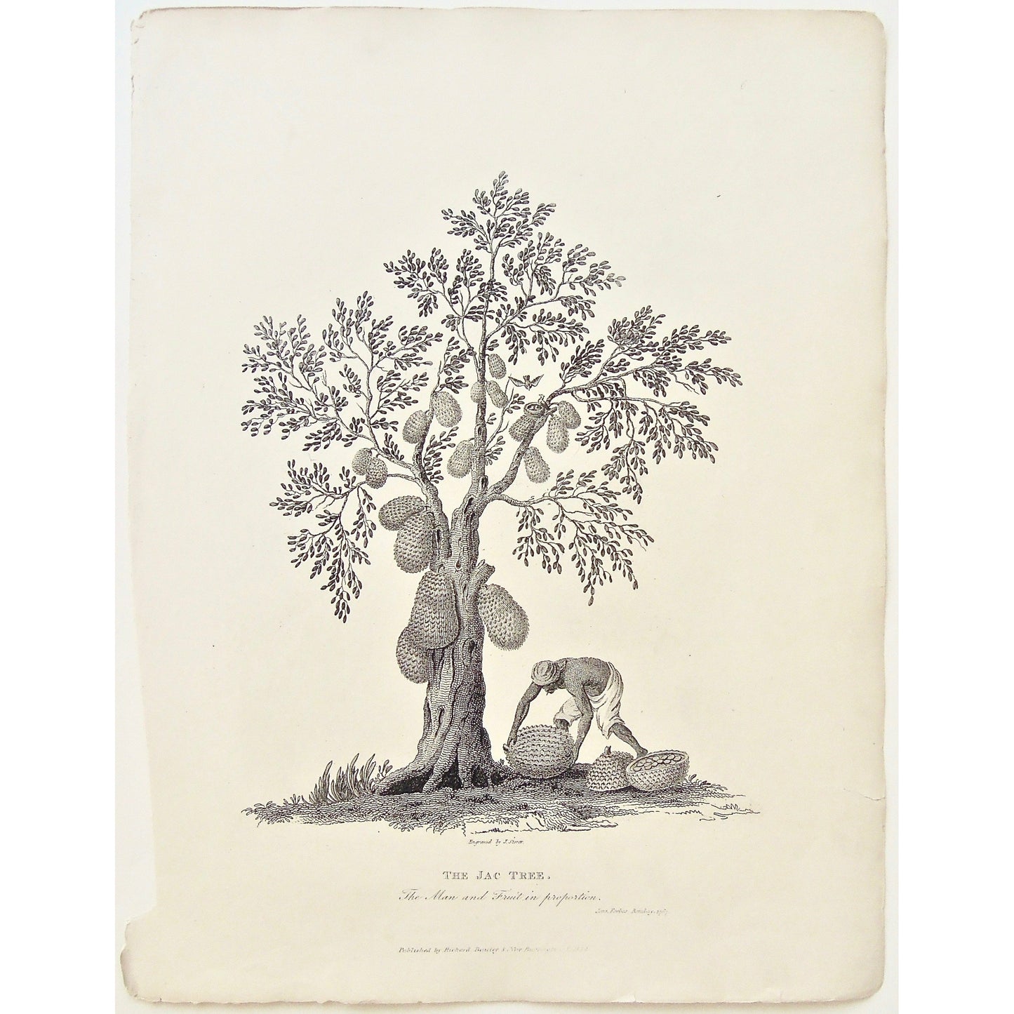 Jac Tree, Jac, Tree, fruit, Fruit tree, Jac Fruit, cultivating, preparing fruit, man, bird nest, James Forbes, Forbes, Eliza Rosée, Countess De Montalembert, Oriental Memoirs, Narrative of Seventeen Years Residence in India, Bentley, 8 New Burlington Street, London, Storer, Nichols & Son, 25 Parliament Street, 1767, 1834, Steel engraving, Antique Print, Antique, Prints, Vintage, Rare Books, Rare, Original, Collectable, Unique, Interior decor, Wall art, Interior design, Home decor, gallery wall art, Art,