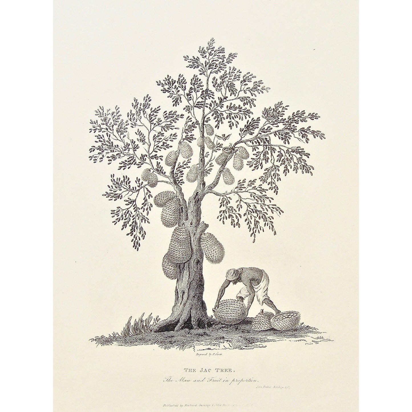 Jac Tree, Jac, Tree, fruit, Fruit tree, Jac Fruit, cultivating, preparing fruit, man, bird nest, James Forbes, Forbes, Eliza Rosée, Countess De Montalembert, Oriental Memoirs, Narrative of Seventeen Years Residence in India, Bentley, 8 New Burlington Street, London, Storer, Nichols & Son, 25 Parliament Street, 1767, 1834, Steel engraving, Antique Print, Antique, Prints, Vintage, Rare Books, Rare, Original, Collectable, Unique, Interior decor, Wall art, Interior design, Home decor, gallery wall art, Art,