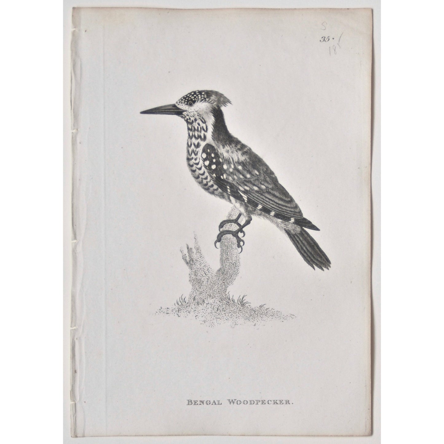 Bengal Woodpecker.  (B7-75)