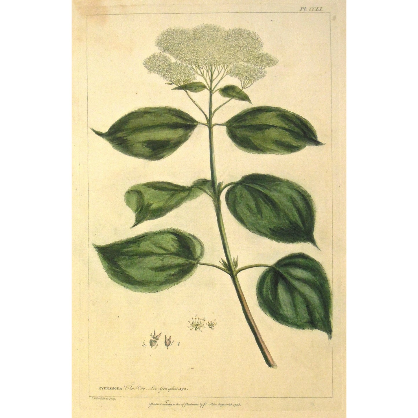 Eydrangea.  (S2-192)