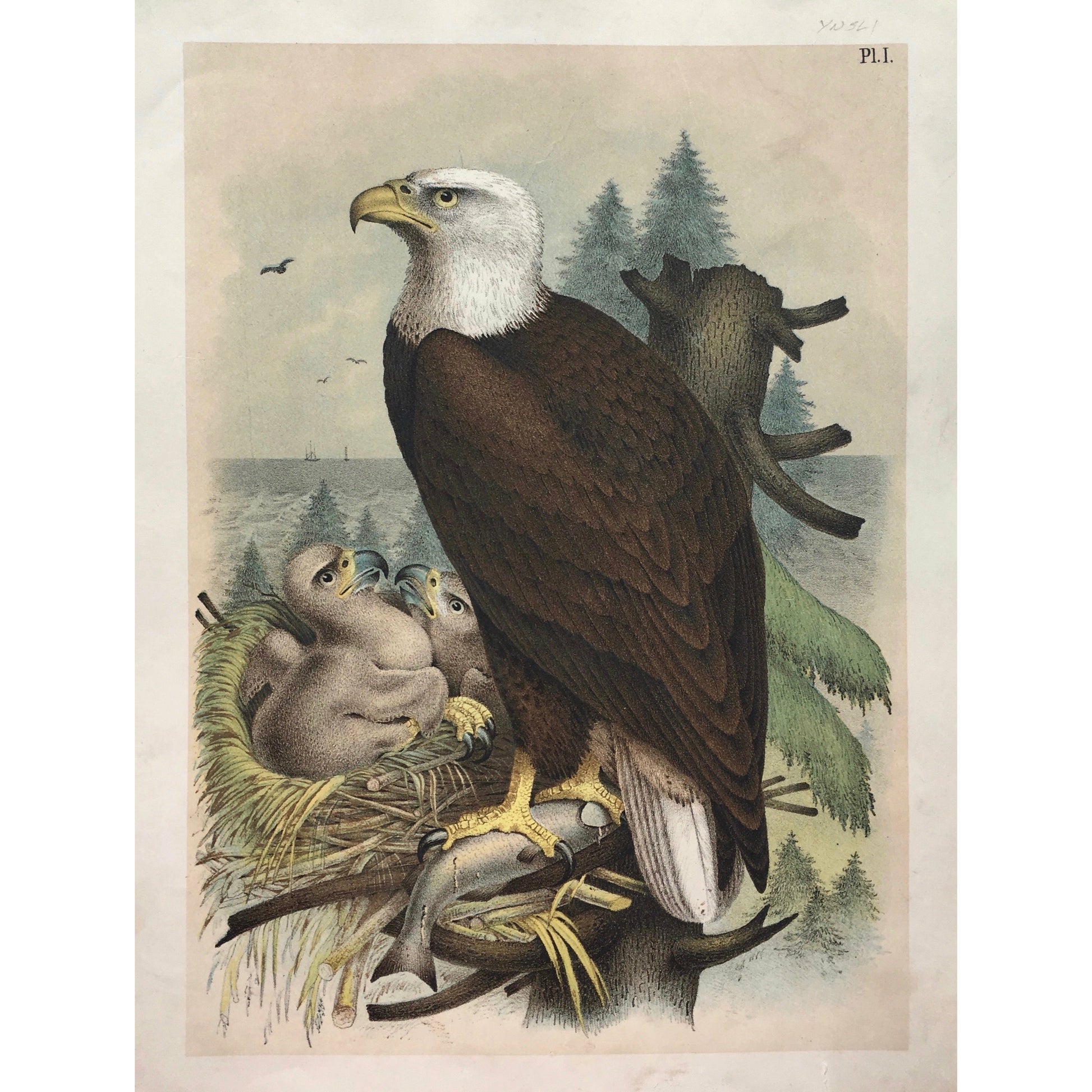 Bird, Birds, Ornithology, White headed, Bald Eagle, Haliaëtus leucocephalus, Eagle, Bird Prints, American Birds, Studer, Birds of North America, Jacob Henry Studer, 1888, antique prints, prints, antique bird prints, old bird prints, art, decor, home decor, office art, hallway art, gallery wall art, detail, design, love,