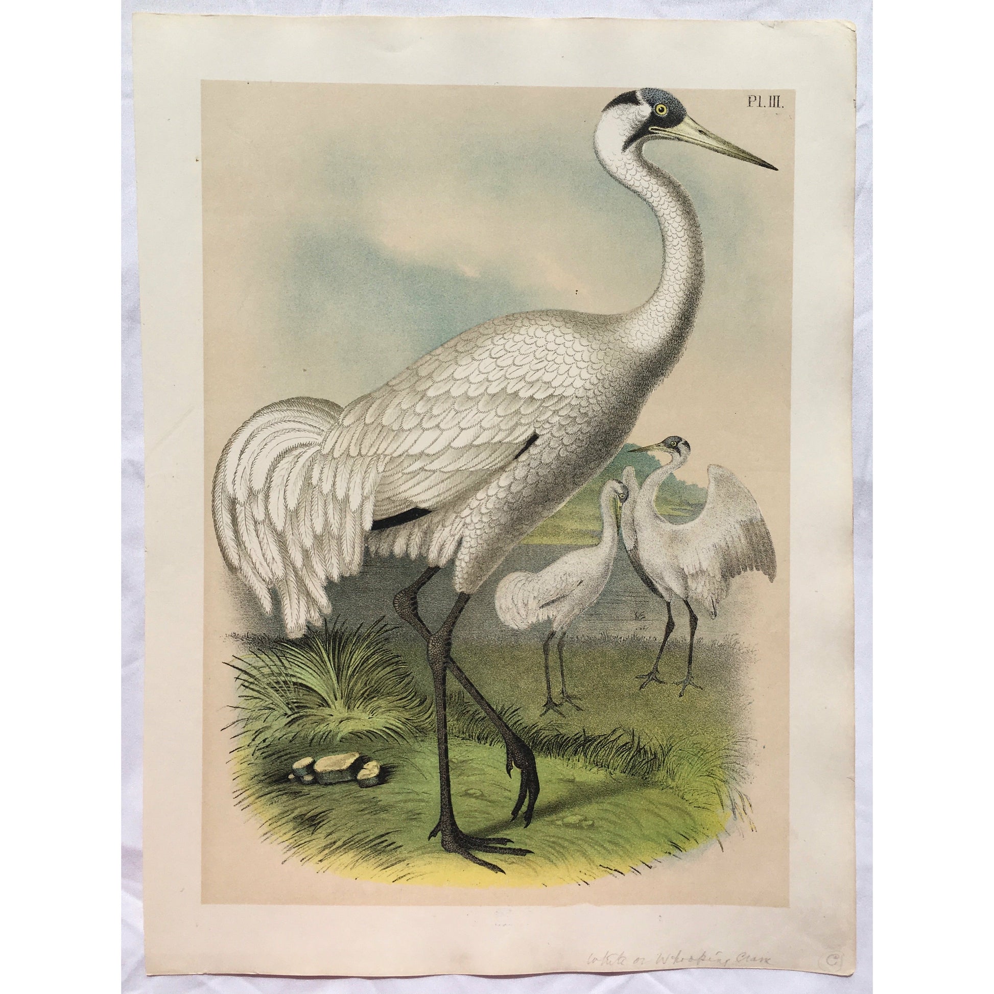 Bird, Birds, Ornithology, White of Whooping Crane, White, Whooping crane, Crane, Grus, Adrea, Americana, American, Bird Prints, American Birds, Studer, Birds of North America, Jacob Henry Studer, 1888, antique, prints, antique prints, bird prints, ornithology, colourful, colorful, pretty, bird watching, garden room, sun room, decor, design, detail, art, interior decor,