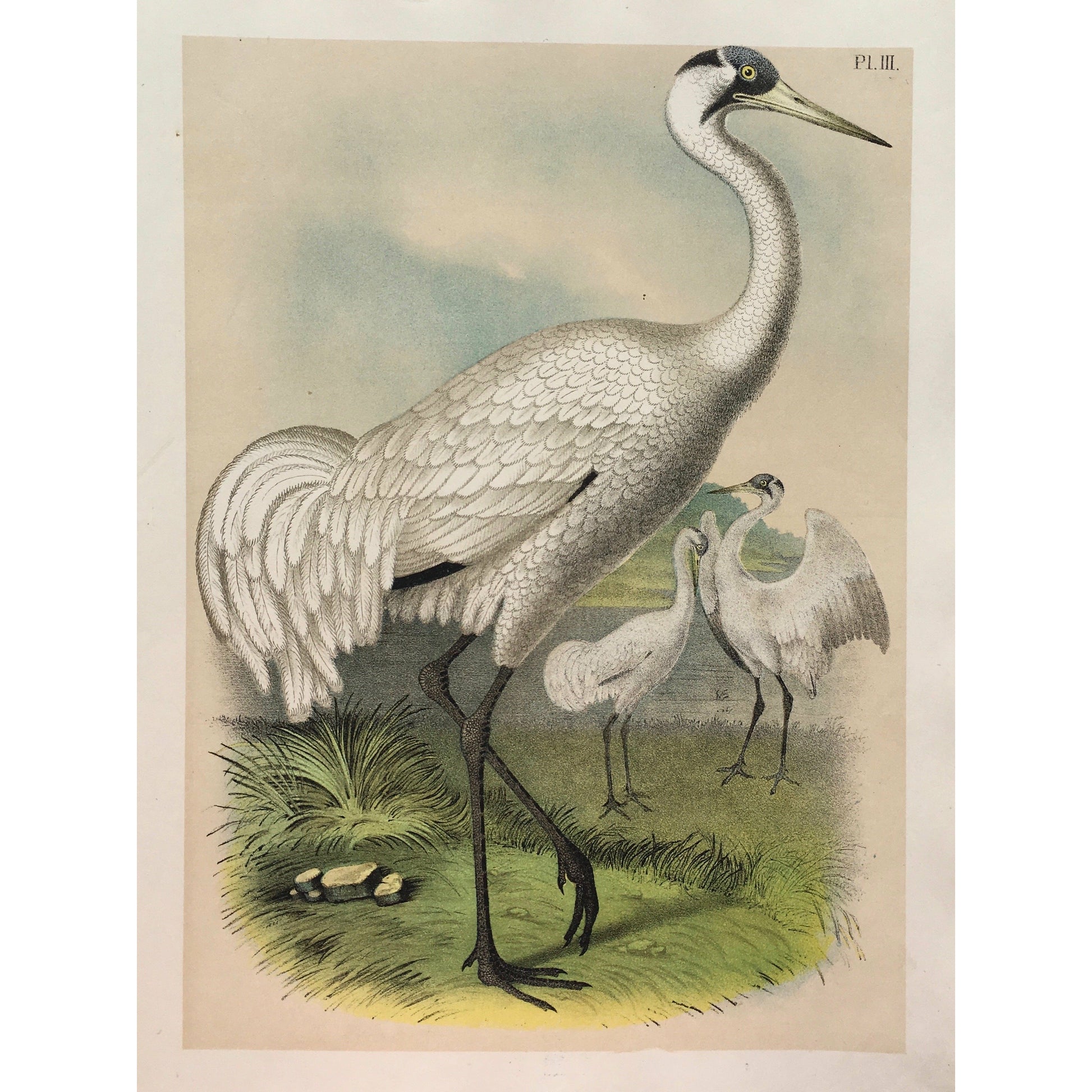 Bird, Birds, Ornithology, White of Whooping Crane, White, Whooping crane, Crane, Grus, Adrea, Americana, American, Bird Prints, American Birds, Studer, Birds of North America, Jacob Henry Studer, 1888, antique, prints, antique prints, bird prints, ornithology, colourful, colorful, pretty, bird watching, garden room, sun room, decor, design, detail, art, interior decor,