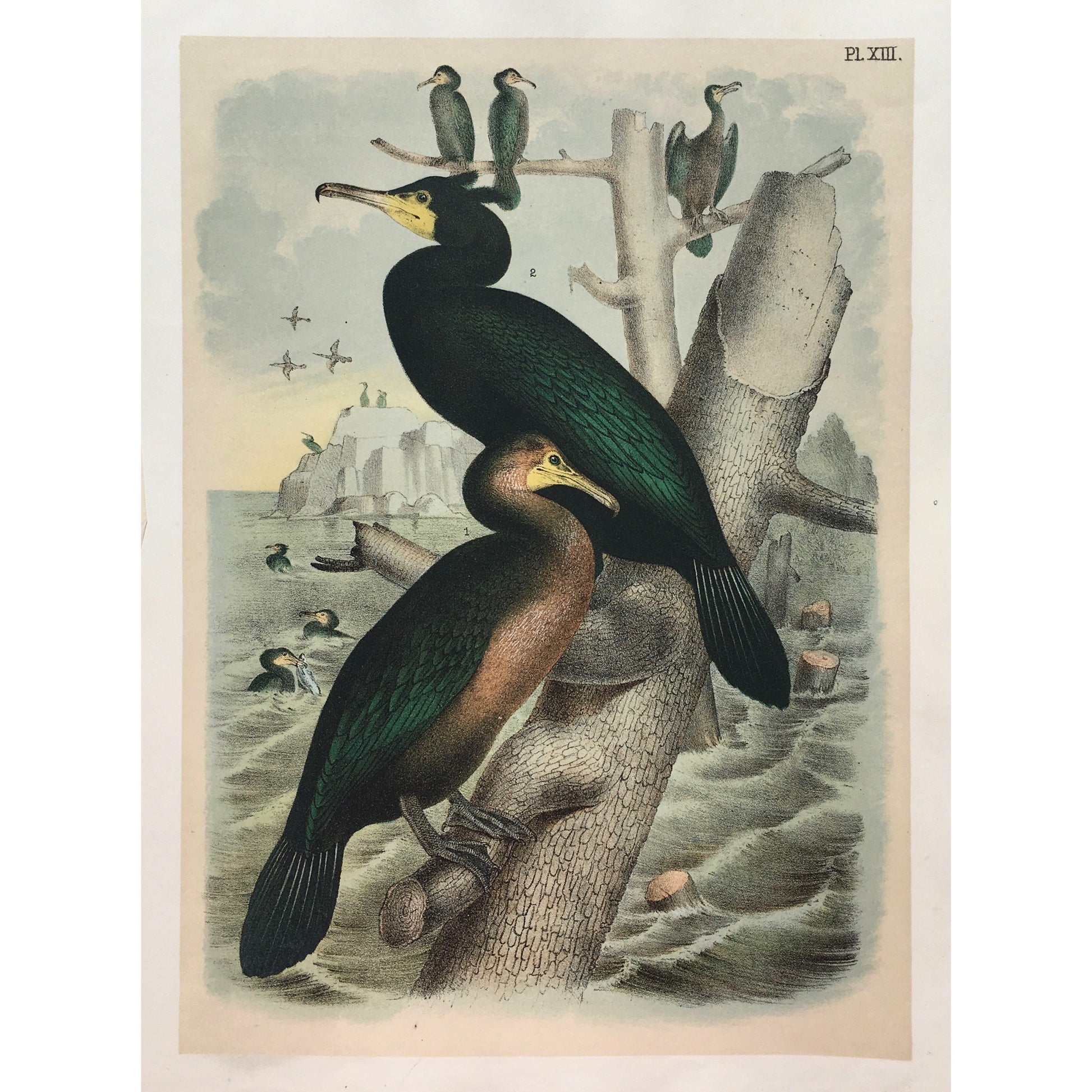 Bird, Birds, Ornithology, Townsend's Cormorant, Townsend, Cormorant, Phalacrocorax, townsendii, Bird Prints, American Birds, Studer, Birds of North America, Jacob Henry Studer, 1888, antique, prints, art, old prints, bird prints, vibratn, colorful colourful, bright, pretty, kitchen art, wall decor, home decor, interior decor, interior design, garden room art, sun room art, design, engraving, 