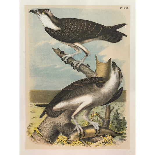 Bird, Birds, Ornithology, Fish Hawk, Fish, Hawk, Pandion haliaetus, Bird Prints, American Birds, Studer, Birds of North America, Jacob Henry Studer, 1888, antique, prints, antique prints, art, home decor, interior decor, interior design, wall art, print sets, bird prints, colorful, colourful, pretty, bold, bright, fun, wildlife, natural history,