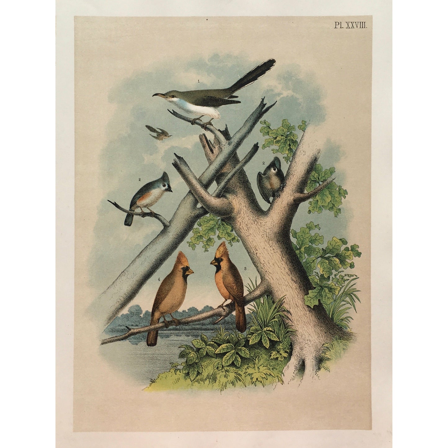 Bird, Birds, Ornithology, Yellow-Billed Cuckoo, Yellow-billed, Yellow, Cuckoo, Coccygus, Americanus, Bird Prints, American Birds, Studer, Birds of North America, Jacob Henry Studer, 1888, bright, colourful, colorful, prints, antique prints, bird prints, antiques, original, prints, decor, home decor, interior decor, wall art, wall decor, garden room art, kitchen art, kitchen prints, art, design, bold, sun room art, print set, print sets, gallery wall art, fun, 