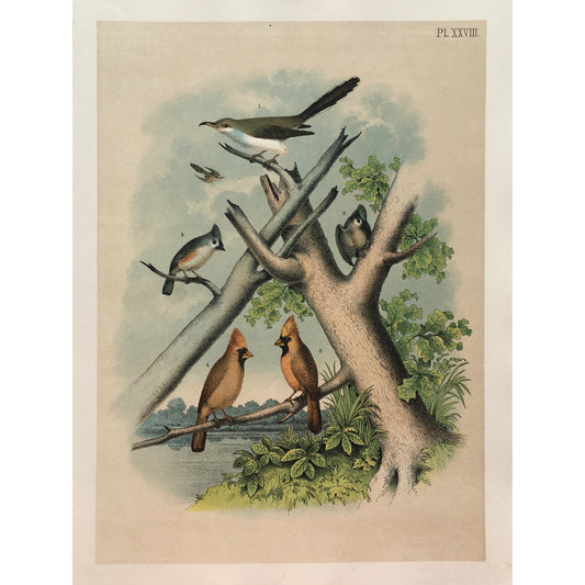 Bird, Birds, Ornithology, Yellow-Billed Cuckoo, Yellow-billed, Yellow, Cuckoo, Coccygus, Americanus, Bird Prints, American Birds, Studer, Birds of North America, Jacob Henry Studer, 1888, bright, colourful, colorful, prints, antique prints, bird prints, antiques, original, prints, decor, home decor, interior decor, wall art, wall decor, garden room art, kitchen art, kitchen prints, art, design, bold, sun room art, print set, print sets, gallery wall art, fun, 