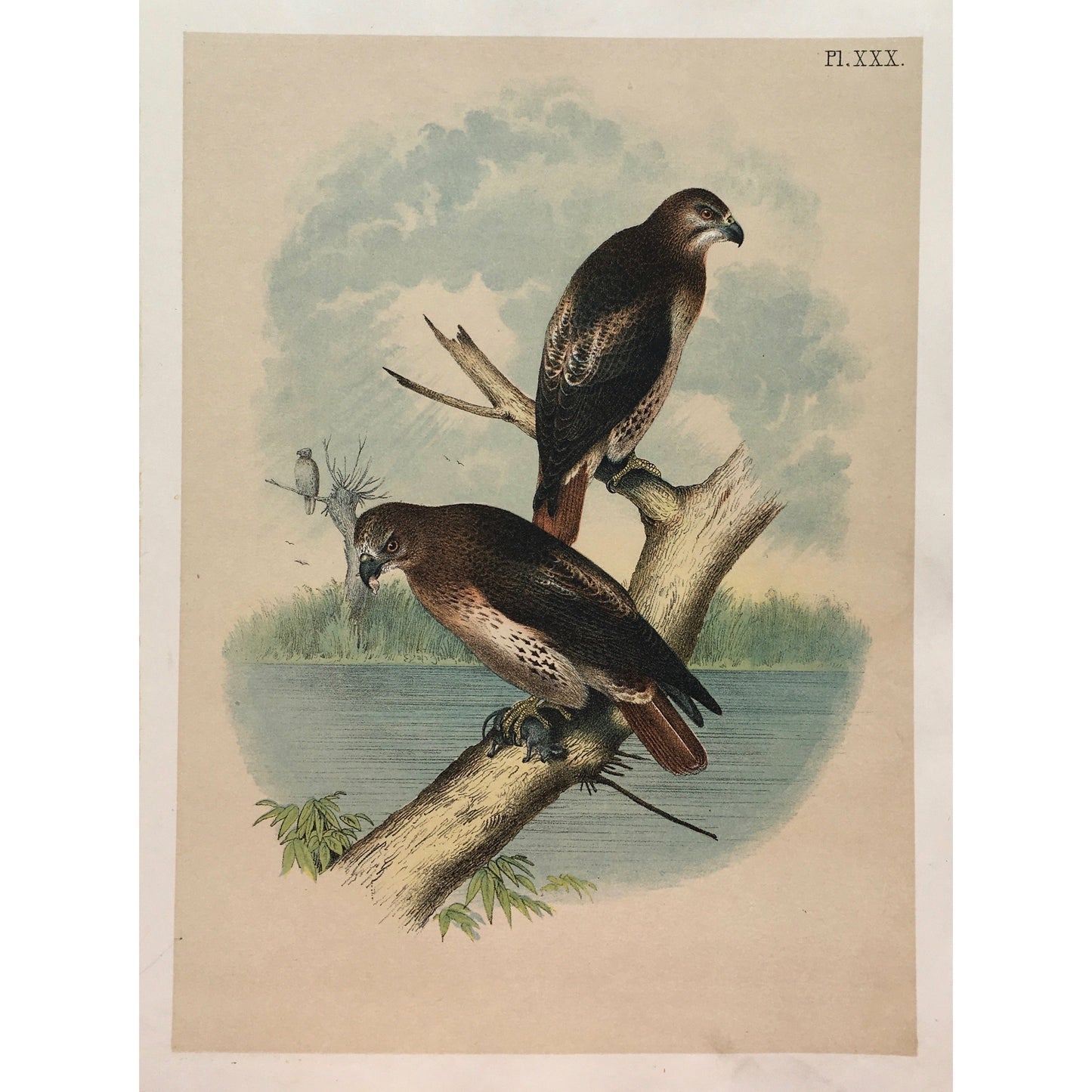 Bird, Birds, Ornithology, Red-tailed Hawk, Red-tailed, Red, Hawk, Buteo Borealis, Bird Prints, American Birds, Studer, Birds of North America, Jacob Henry Studer, 1888, antique, prints, old prints, old books, rare prints, bird prints, home decor, wall decor, interior design, interior decor, wall art, home art, kitchen art, garden room art, hallway decor, bird decor, design, detail, bold, bright, colorful prints, colourful, pretty,