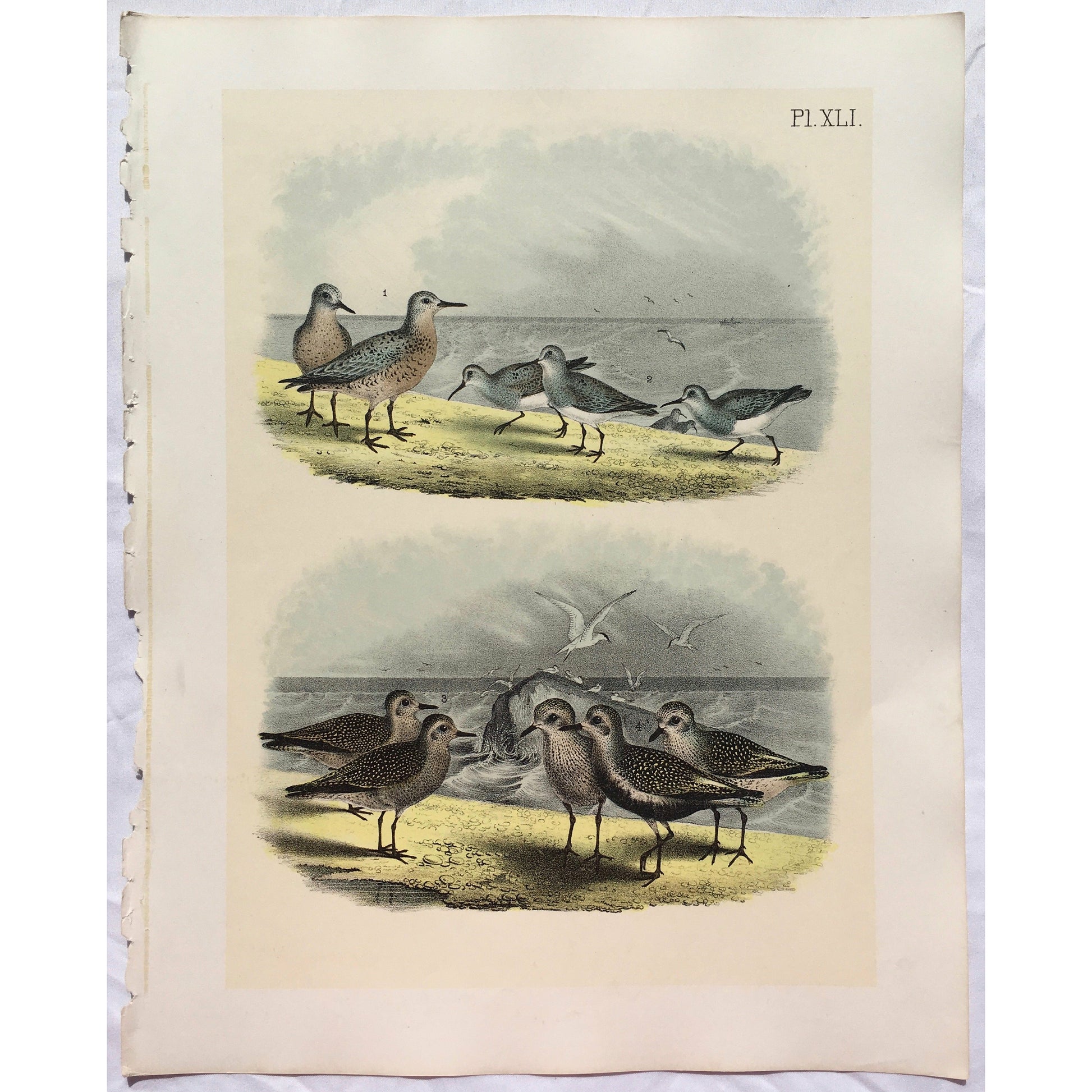 Bird, Birds, Ornithology, Red-breasted Sandpiper, Red-breasted, Red, Sandpiper, Ash-coloured, ash-colored sandpiper, Gray-Back, Robin-snipe, Know, Tringa, Canutus, Bird Prints, American Birds, Studer, Birds of North America, Jacob Henry Studer, 1888, antique prints, antique, prints, bird prints, bird art, wall art, kitchen art, kitchen decor, colourful, pretty, peaceful, engraving, original, unique, home decor, interior decor, interior design, kitchen inspiration, freedom, lovely,