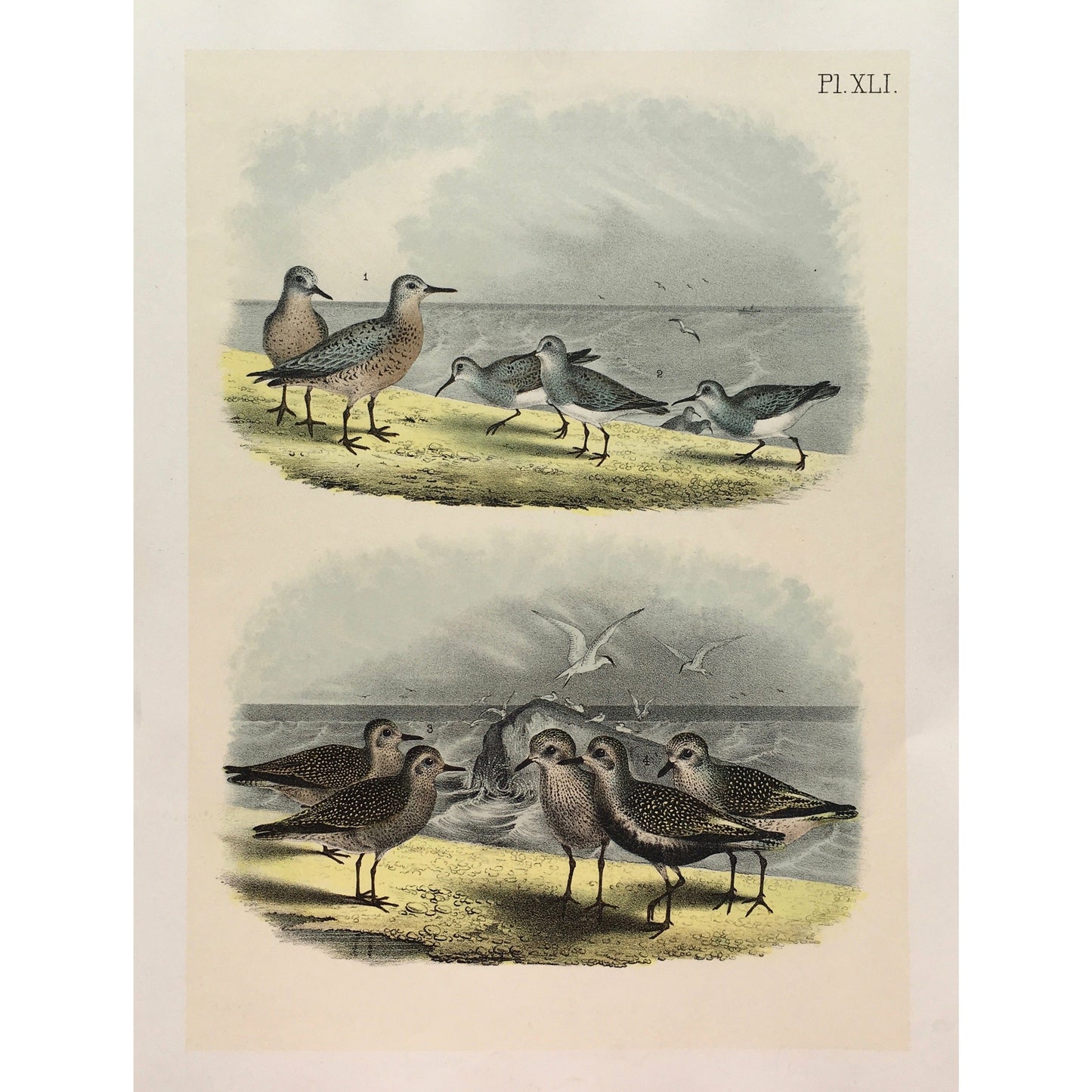 Bird, Birds, Ornithology, Red-breasted Sandpiper, Red-breasted, Red, Sandpiper, Ash-coloured, ash-colored sandpiper, Gray-Back, Robin-snipe, Know, Tringa, Canutus, Bird Prints, American Birds, Studer, Birds of North America, Jacob Henry Studer, 1888, antique prints, antique, prints, bird prints, bird art, wall art, kitchen art, kitchen decor, colourful, pretty, peaceful, engraving, original, unique, home decor, interior decor, interior design, kitchen inspiration, freedom, lovely,