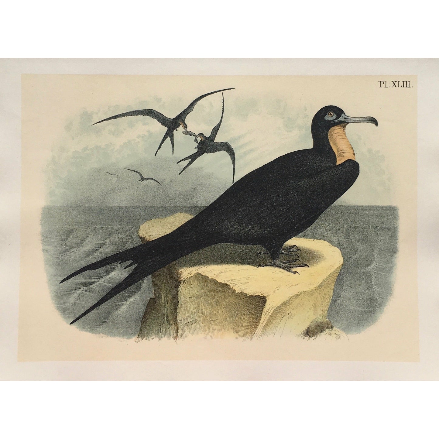 Bird, Birds, Ornithology, Frigate, Man-of-war bird, Man-of-war, Tachypetes aquilus, Bird Prints, American Birds, Studer, Birds of North America, Jacob Henry Studer, 1888, bird prints, antique prints, home decor, interior decor, wall decor, wall art, gallery wall art, print set, bird print set, ornithology, bold, colourful, colorful, fun, hallway art, office art, design, engraving,