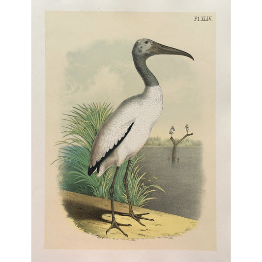 Bird, Birds, Ornithology, Wood Ibis, Ibis, Tantalus loculator, Bird Prints, American Birds, Studer, Birds of North America, Jacob Henry Studer, 1888, bird prints, bird decor, bird art, home decor, wall decor, interior decor, design, detail, engraving, kitchen art, hallway art, gallery wall art, print set, print sets, ornithology, white birds, by the water, handsome, fun, playful, art, original, unique,