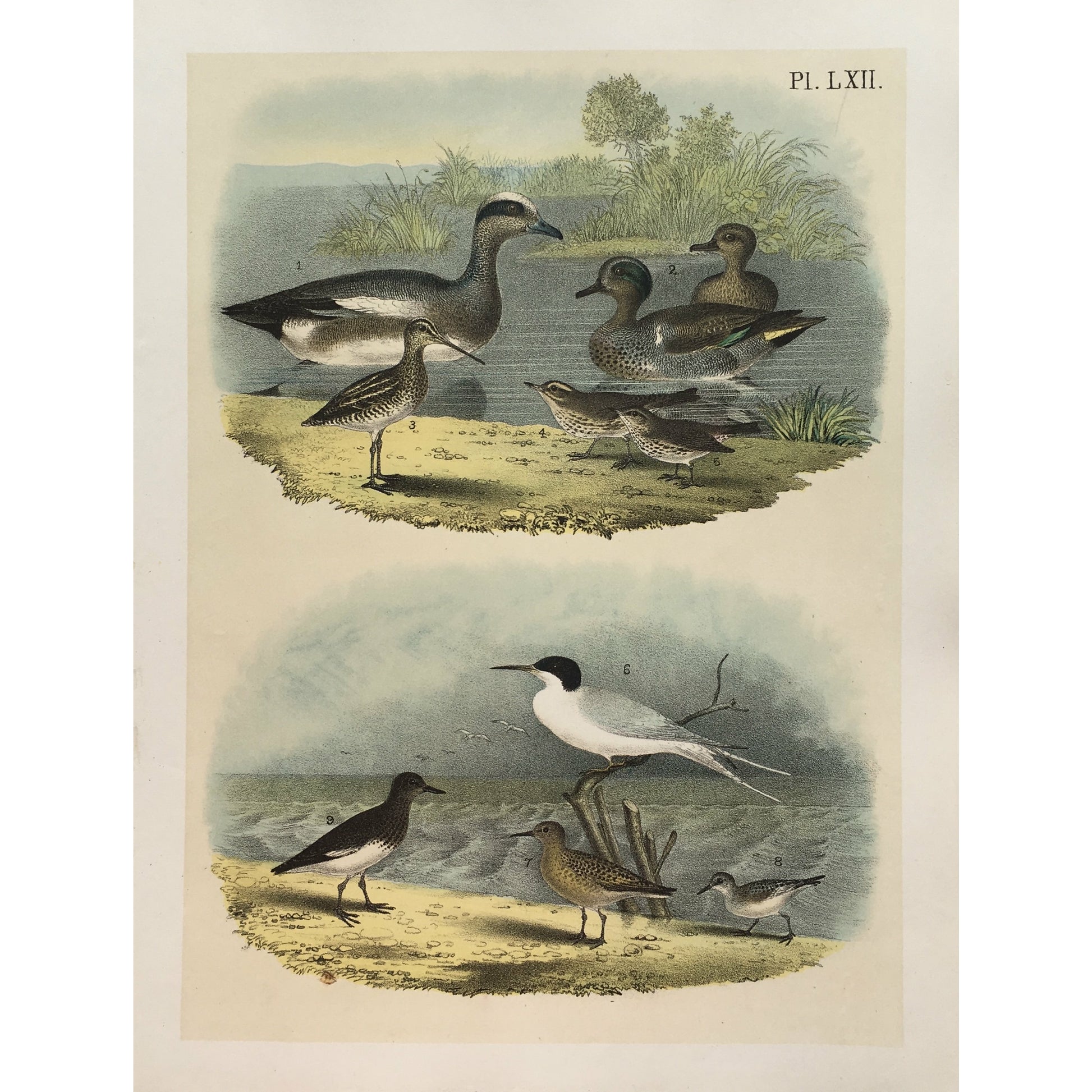 Bird, Birds, Ornithology, American Widgeon, American, Widgeon, Baldpate, Mareca, Americana, Mareca americana, Bird Prints, American Birds, Studer, Birds of North America, Jacob Henry Studer, 1888, bird prints, bird art, bird illustrations, colorful, art, home decor, interior decor, interior design, ideas, creative, print sets, garden room, wall art, hallway art, gallery wall inspiration, playful, traditional style, design ideas,