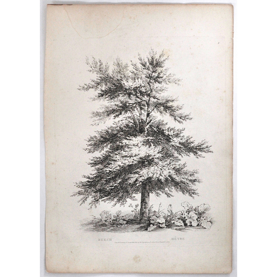 Beech, Hêtre, Beech Tree, Rudiments and Characters of Trees, Rudiments, Characters of Trees, Trees, Dendrology, Xylology, Plants, Tree, Black and White, Botany, Villiers, Huet Villiers, 1806, Ackermann, R. Ackermann, Ackermann's Repository of Arts, plant classifications, tree classifications, tree prints, antique prints, old prints, for sale, gallery wall, print set, prints of trees, black and white prints, artwork, home decor, wall decor,