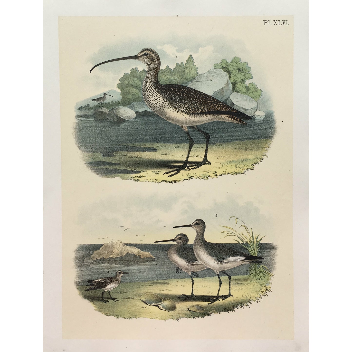 Bird, Birds, Ornithology, Long-billed Curlew, Sickle-Bil, Curlew, Long-billed, Numenius longirostris, Bird Prints, American Birds, Studer, Birds of North America, Jacob Henry Studer, 1888, bird prints, antique prints, home decor, interior decor, interior design, design, detail, colourful, colorful, print sets, traditional decor, style, 