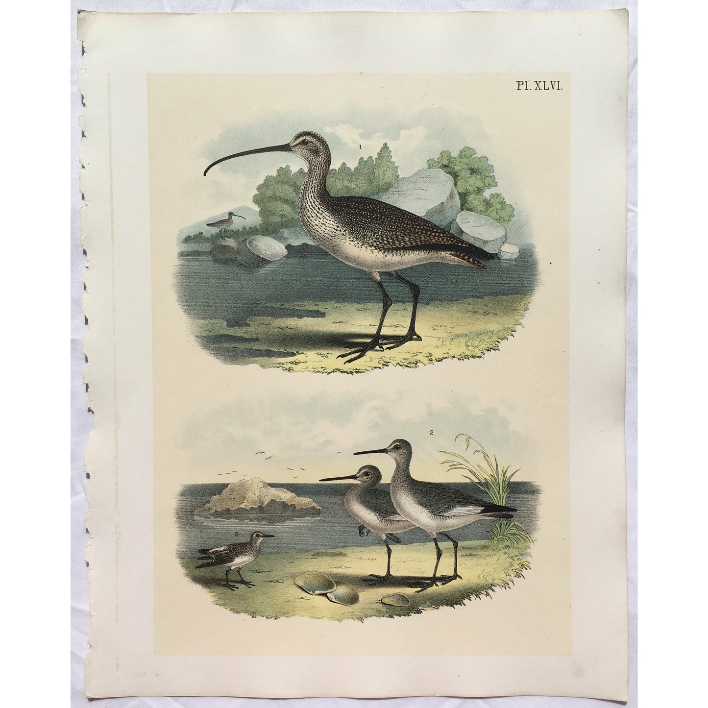 Bird, Birds, Ornithology, Long-billed Curlew, Sickle-Bil, Curlew, Long-billed, Numenius longirostris, Bird Prints, American Birds, Studer, Birds of North America, Jacob Henry Studer, 1888, bird prints, antique prints, home decor, interior decor, interior design, design, detail, colourful, colorful, print sets, traditional decor, style, 