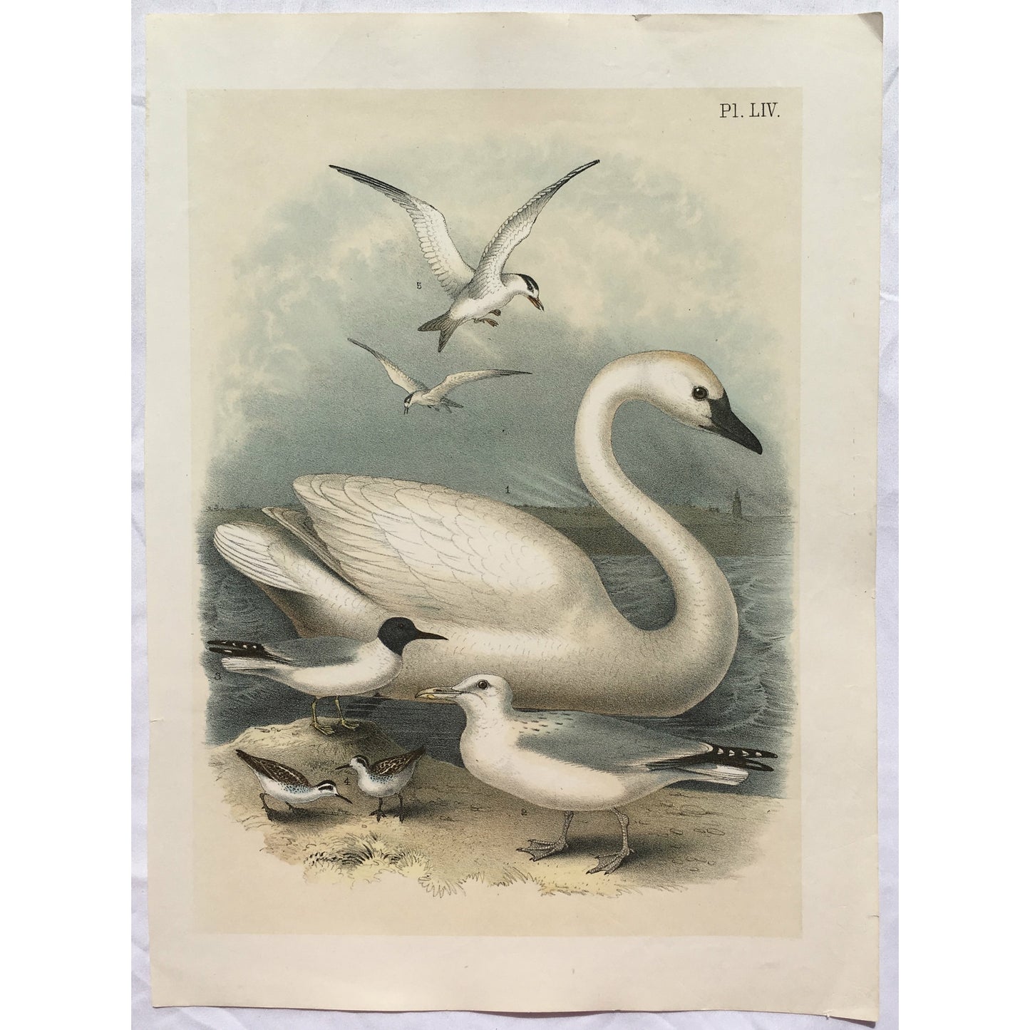 Bird, Birds, Ornithology, Trumpeter Swan, Cygnus buccinator, Trumpeter, Swan, Cygnus, Buccinator, White Birds, Bird Prints, American Birds, Studer, Birds of North America, Jacob Henry Studer, 1888, bird prints, bird lovers, original, engrvings, home decor, interior decor, interior design, design ideas, inspiration, wall art, bird art, wall decor, decoration, design, detail, white birds, lovely, calming, charming,