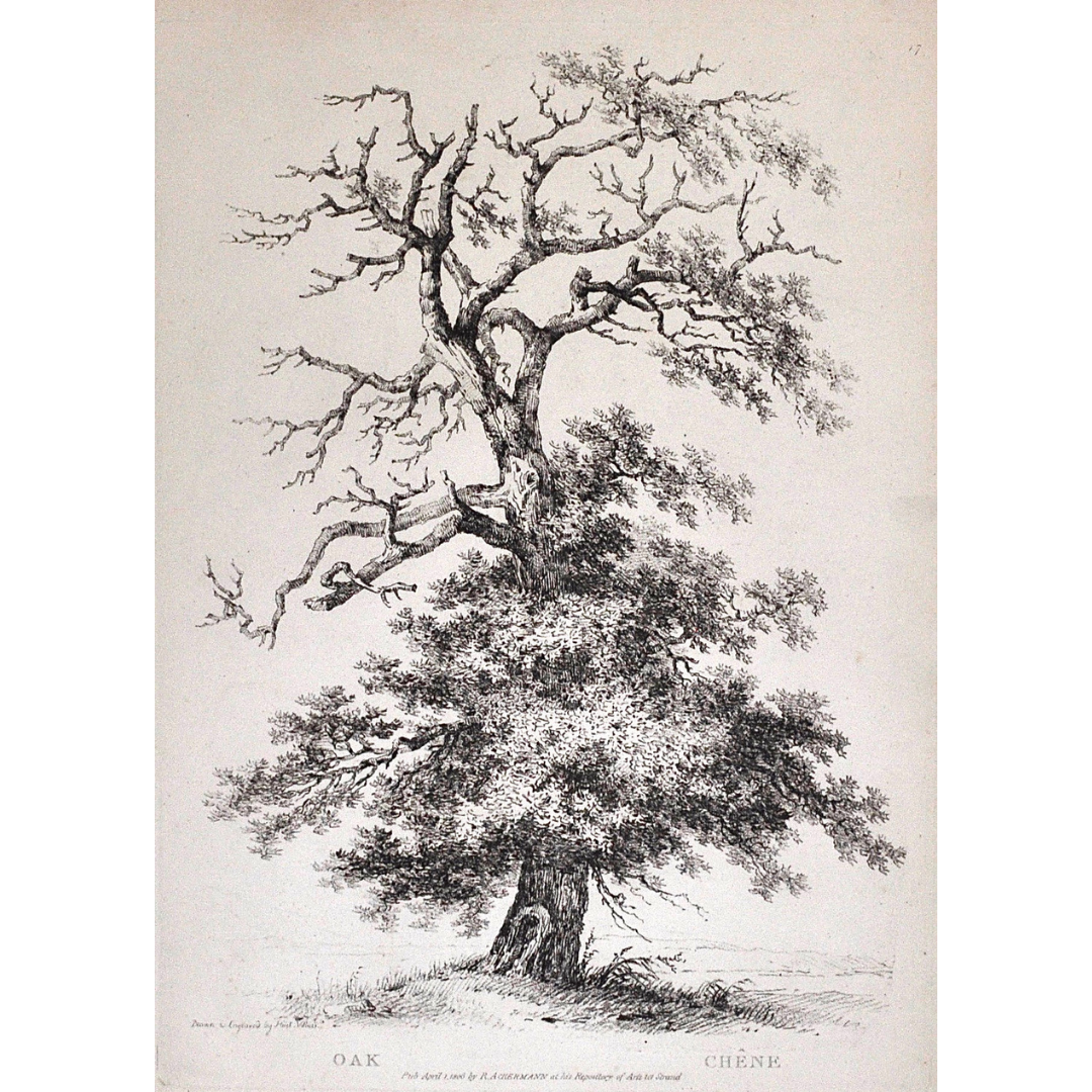 Oak, Chêne, Oak Tree, Rudiments and Characters of Trees, Rudiments, Characters of Trees, Trees, Dendrology, Xylology, Plants, Tree, Black and White, Botany, Villiers, Huet Villiers, 1806, Ackermann, R. Ackermann, Ackermann's Repository of Arts, plant classifications, tree classifications, tree prints, old prints, vintage, art, decor, ideas, classic, traditional, style, artwork, Victoria Cooper Antique Prints