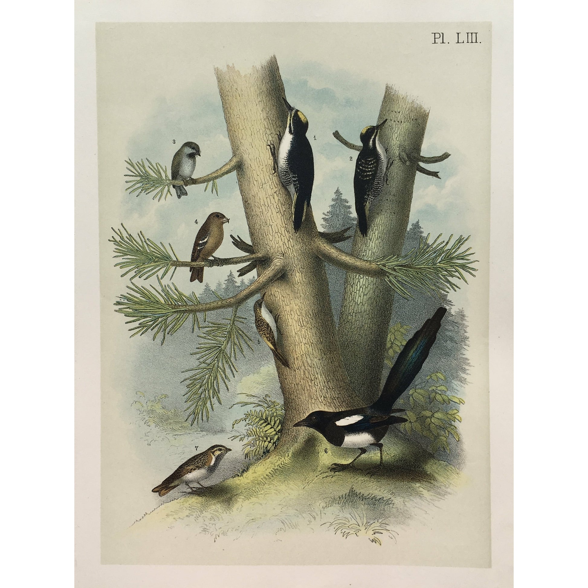 Bird, Birds, Ornithology, Black-Backed Three-Toed Woodpecker, Picoides arcticus, Black Beaked, Three toed, Woodpecker, Picoides, Articulus, Bird Prints, American Birds, Studer, Birds of North America, Jacob Henry Studer, 1888, Victoria Cooper Antique Prints, engravings, print set, gallery wall, ideas, inspiration, colorful bird orints, bird prints, colorful, beach house decor, cottage decor, traditional decor, interior design, interior decorating, design ideas, room reno, cute, playful, fun, art