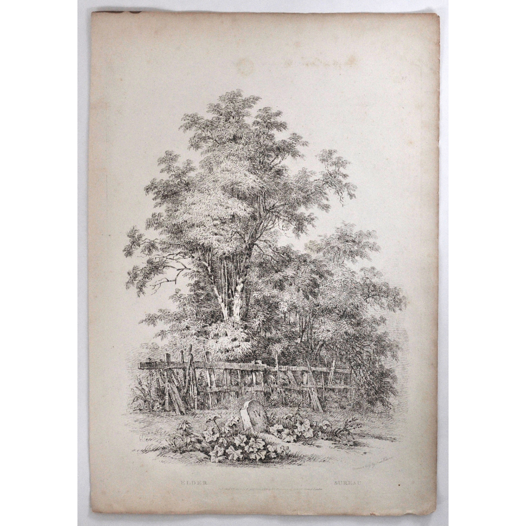 Elder, Sureau, Elder Tree, Rudiments and Characters of Trees, Rudiments, Characters of Trees, Trees, Dendrology, Xylology, Plants, Tree, Black and White, Botany, Villiers, Huet Villiers, 1806, Ackermann, R. Ackermann, Ackermann's Repository of Arts, plant classifications, tree classifications, tree prints, prints of trees, print set, gallery wall, decor, home decor, wall decor, ideas, old prints, antique prints, engravings, interior design, inspiration, decoration